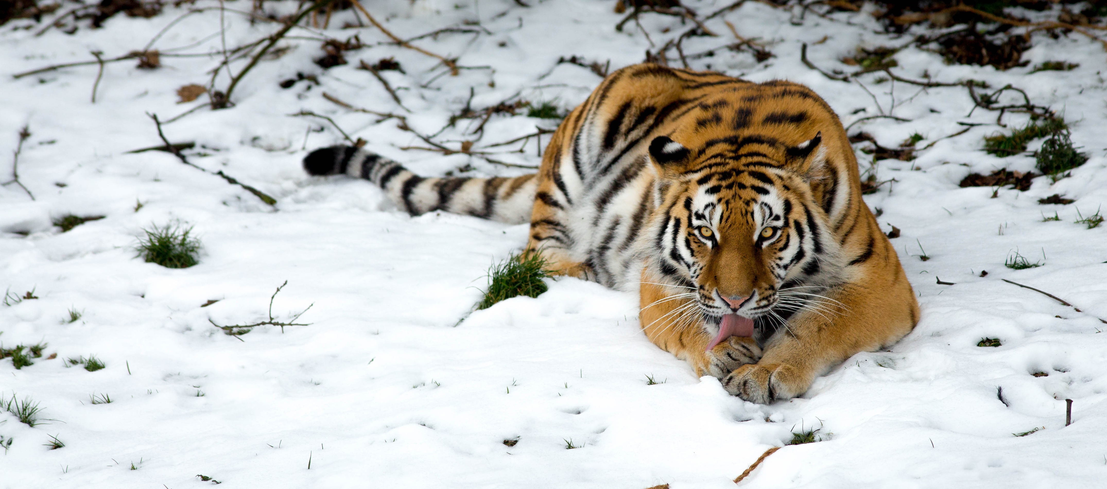 4K, Snow, Tiger, Winter Gallery HD Wallpaper