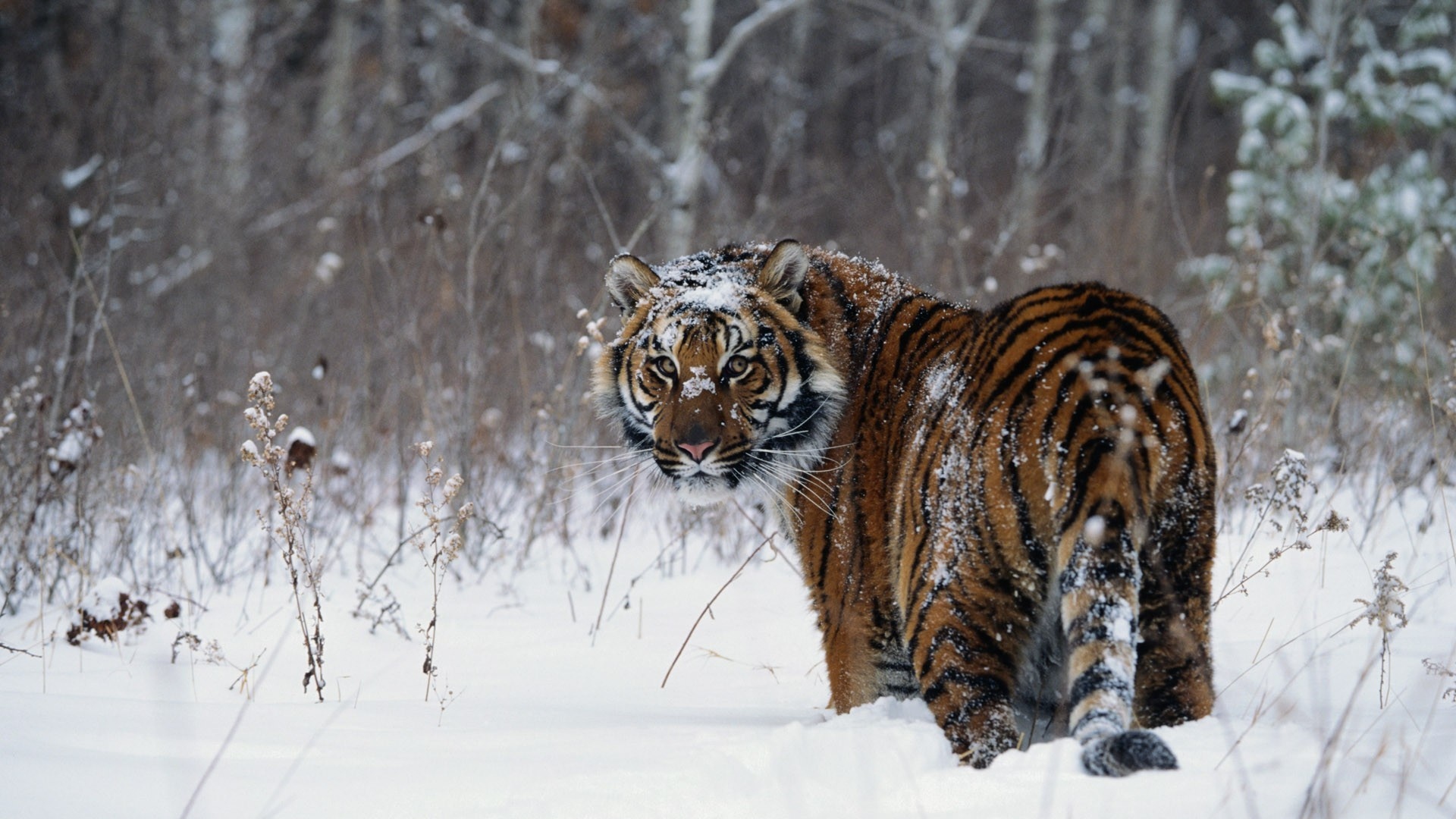 Download Wallpaper 1920x1080 tiger, winter, snow, walk Full HD 1080p HD Background
