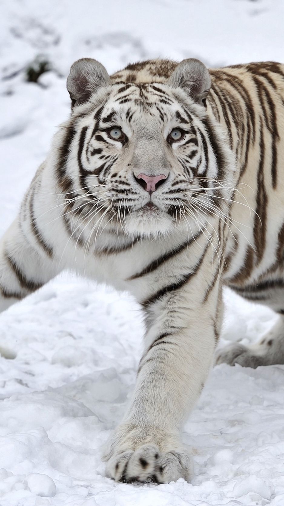Download Wallpaper 938x1668 Tiger, Albino, Snow, Winter Iphone 8 7 6s 6 For Parallax HD Background