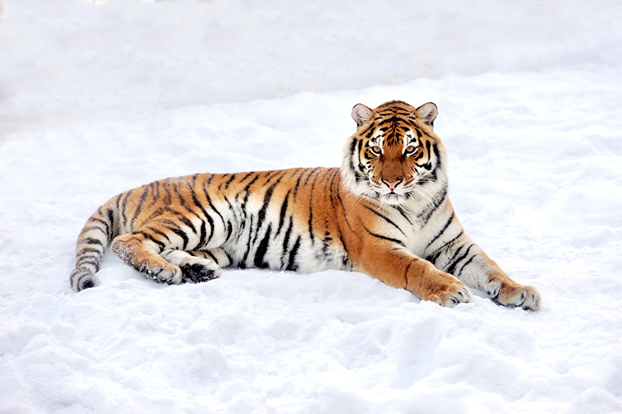 Photos Tigers Big cats Winter Snow Glance animal