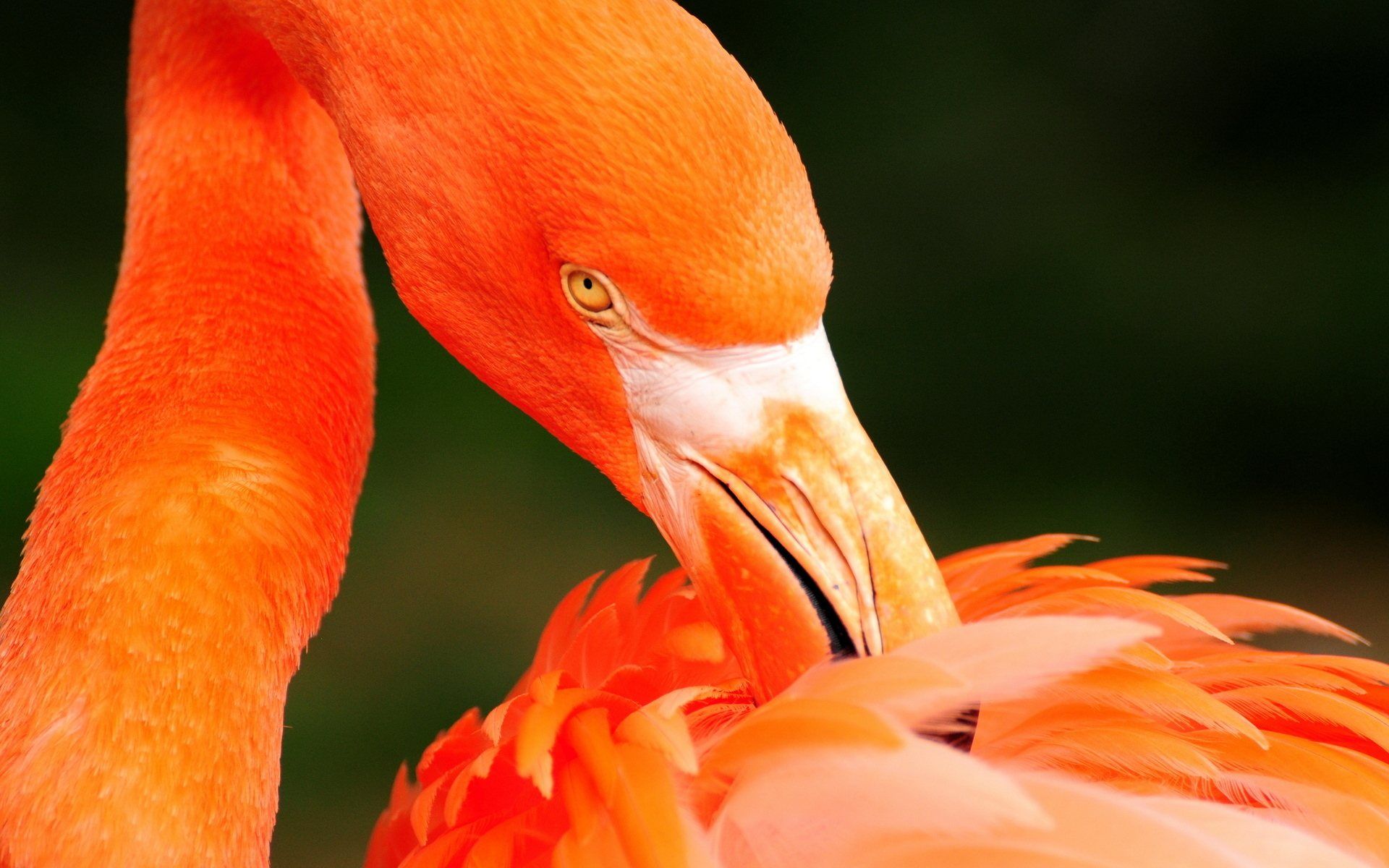 PANDORAsummercontest. Orange bird, Bird wallpaper, Animal wallpaper
