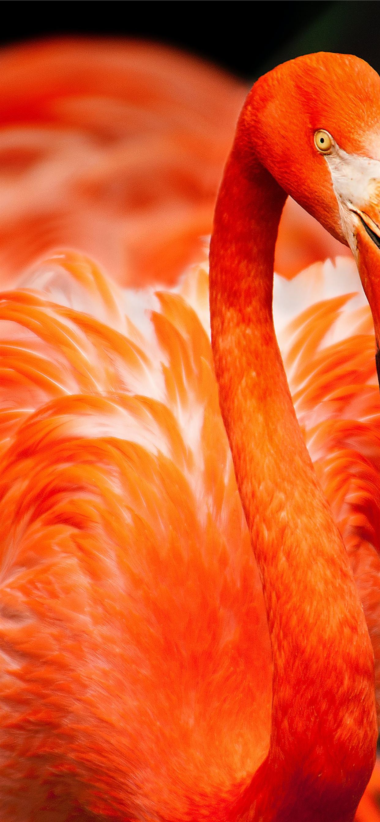 closeup photo of orange bird iPhone 11 Wallpaper Free Download