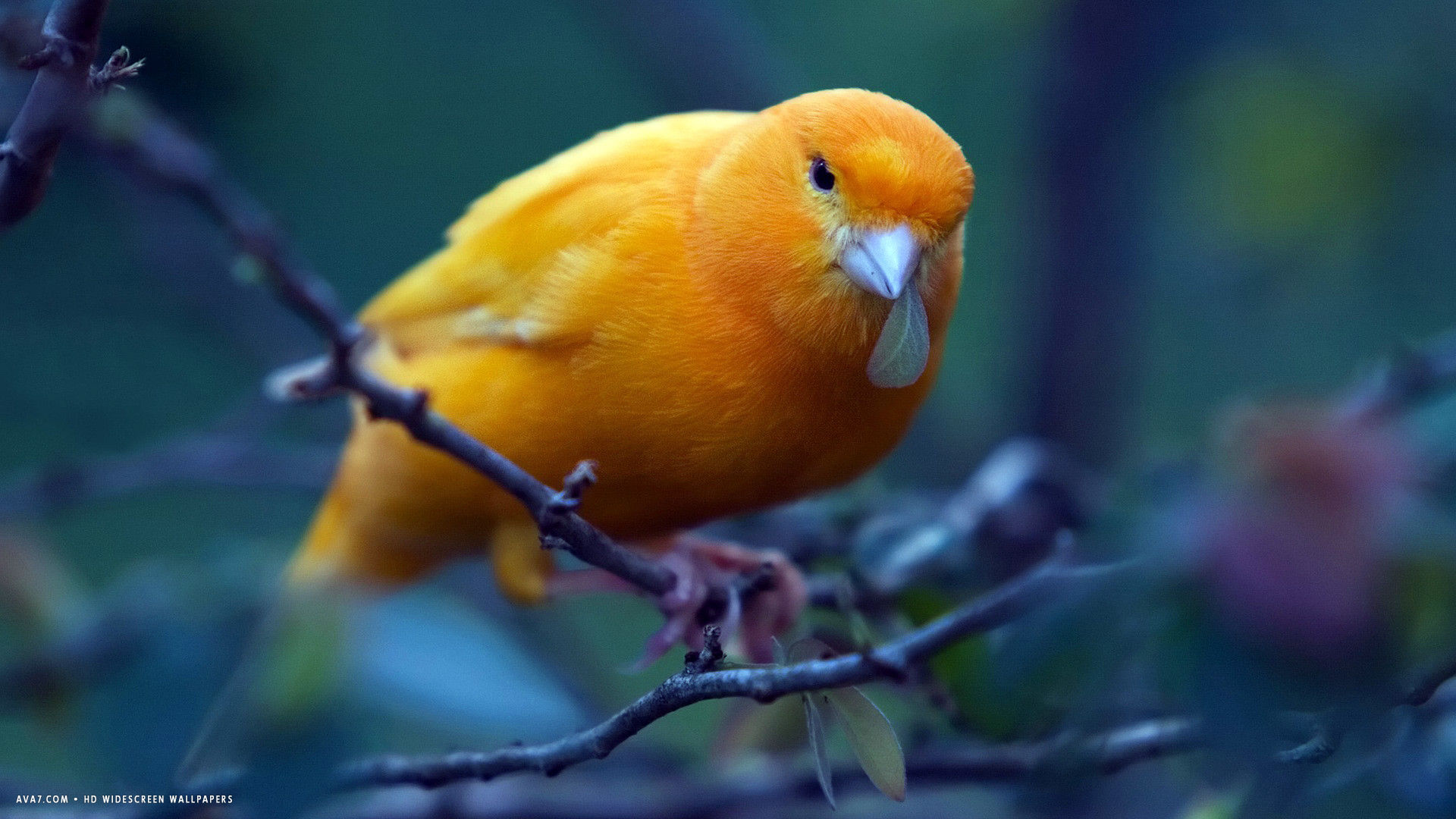 canary orange bird sitting tree HD widescreen wallpaper / birds background