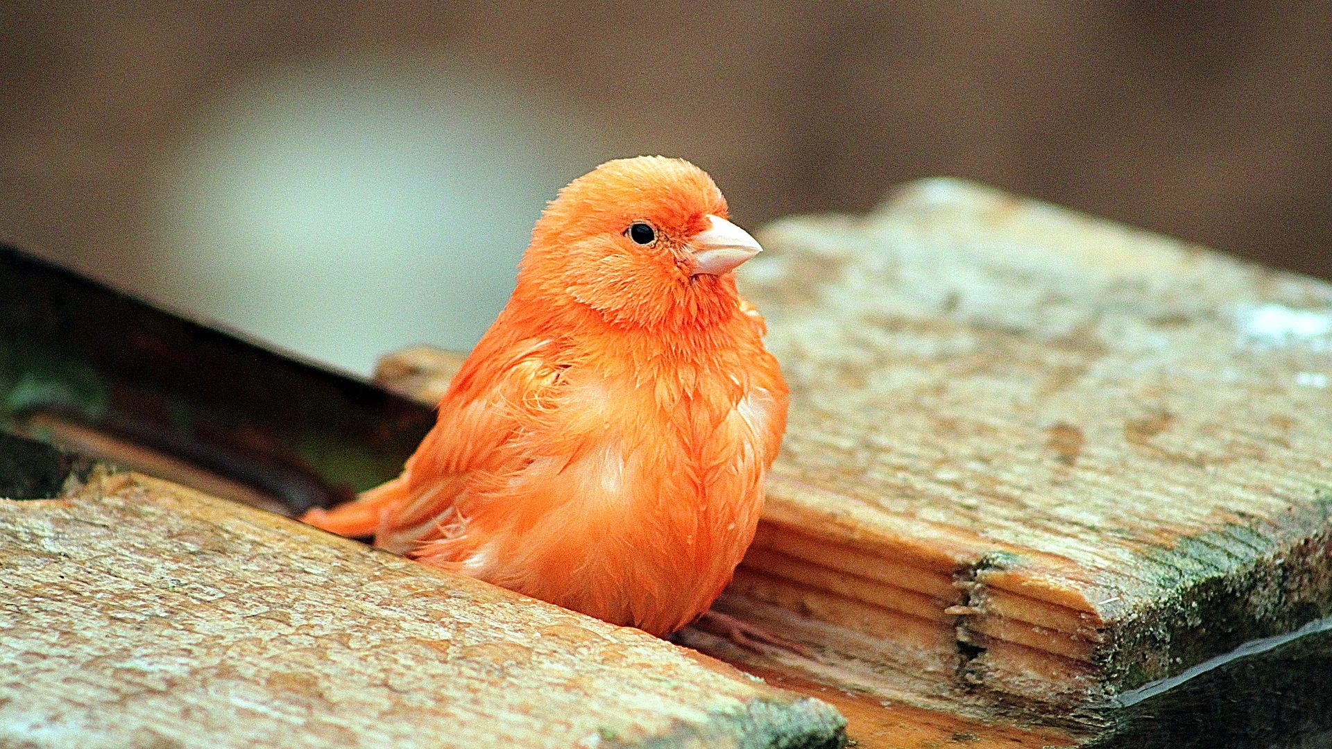 Desktop Wallpaper Bird, Orange Bird, Cute, HD Image, Picture, Background, D6c515
