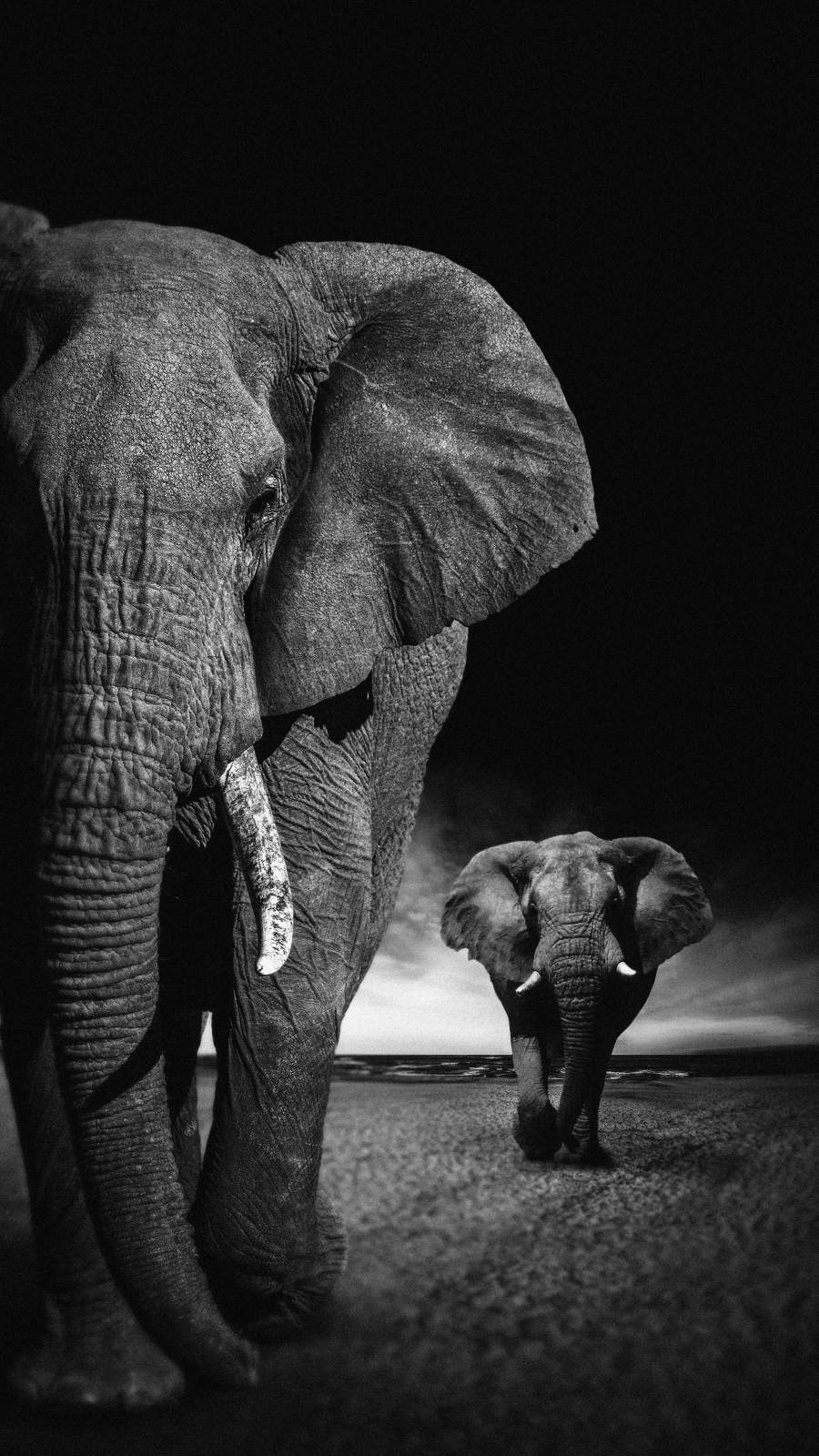 45 Elephant iPhone Wallpaper  WallpaperSafari