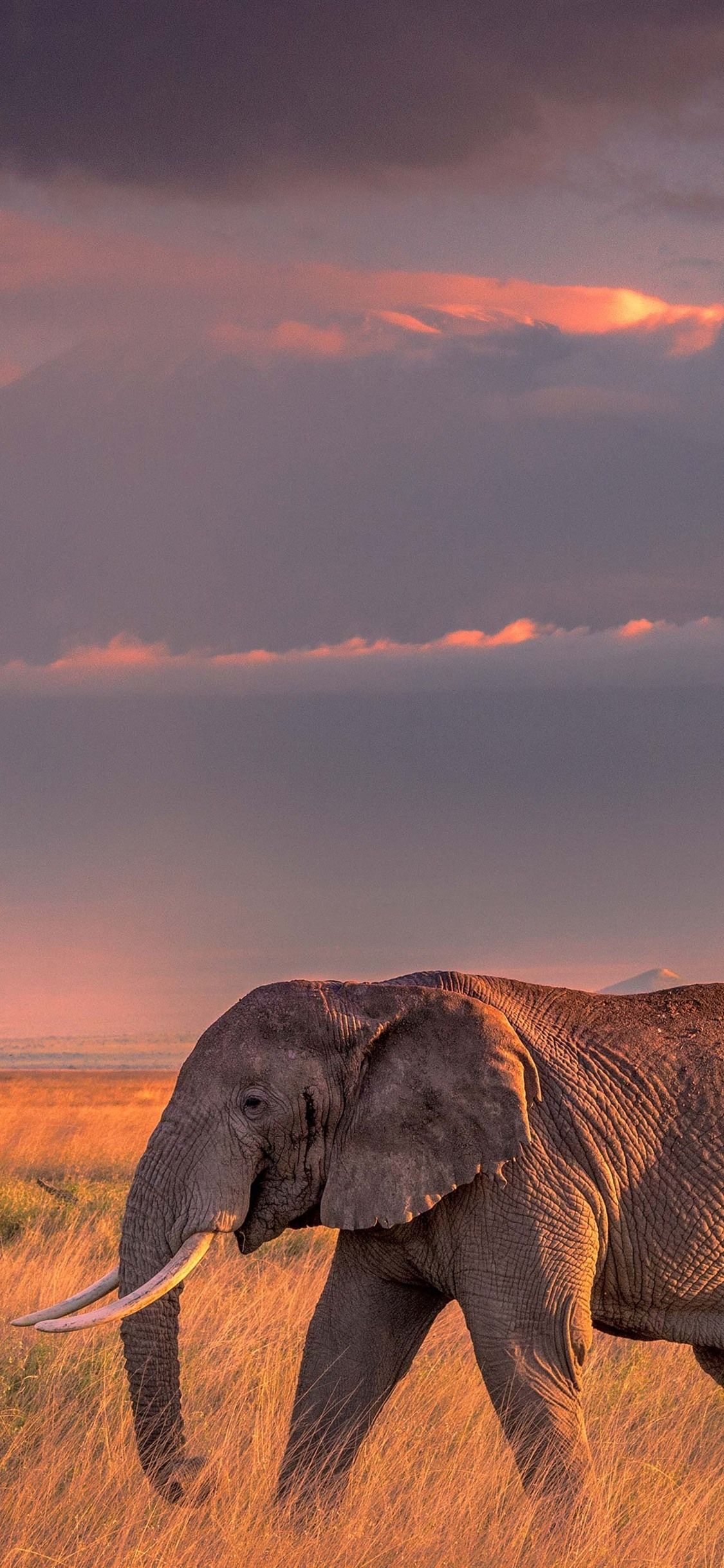 elephant iphone background