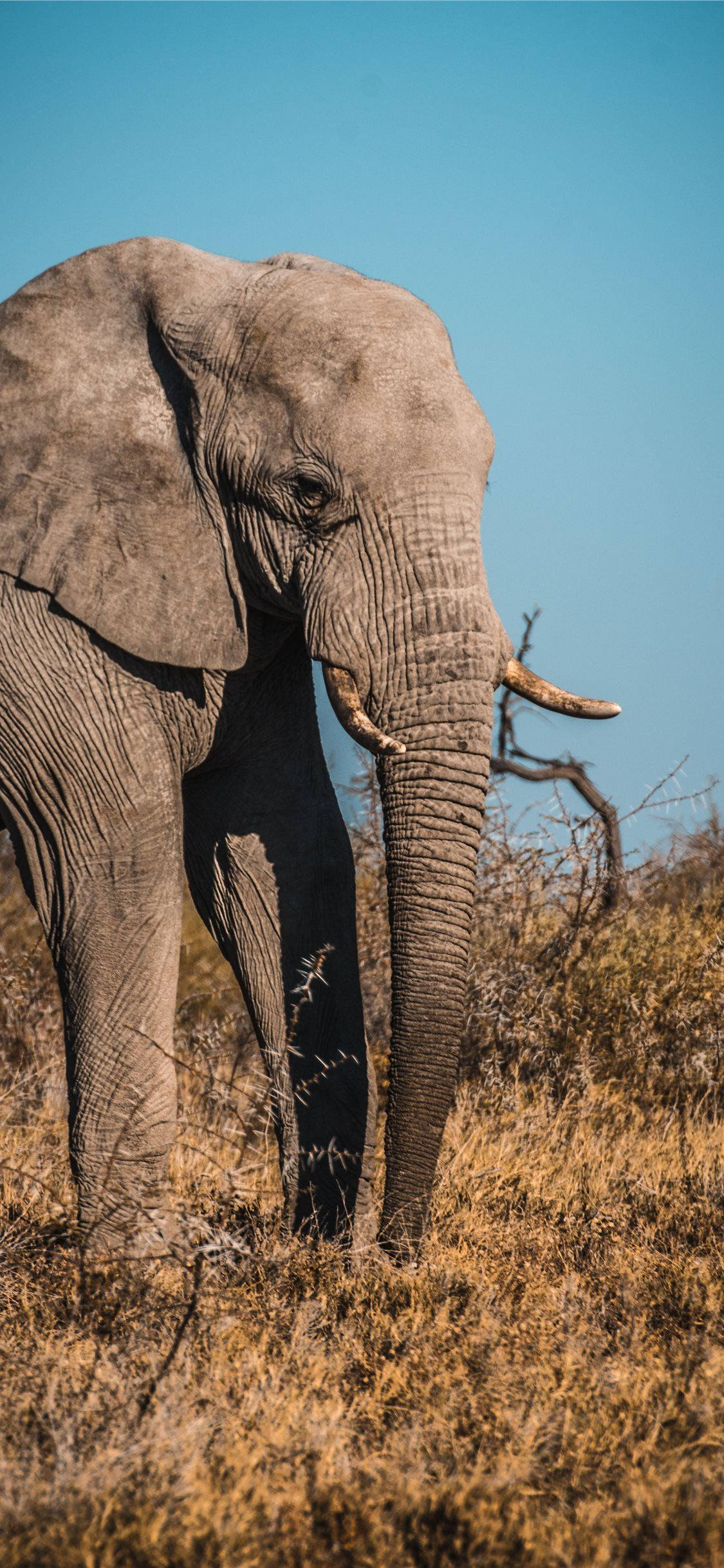 Download Massive Grey Elephant Africa iPhone Wallpaper