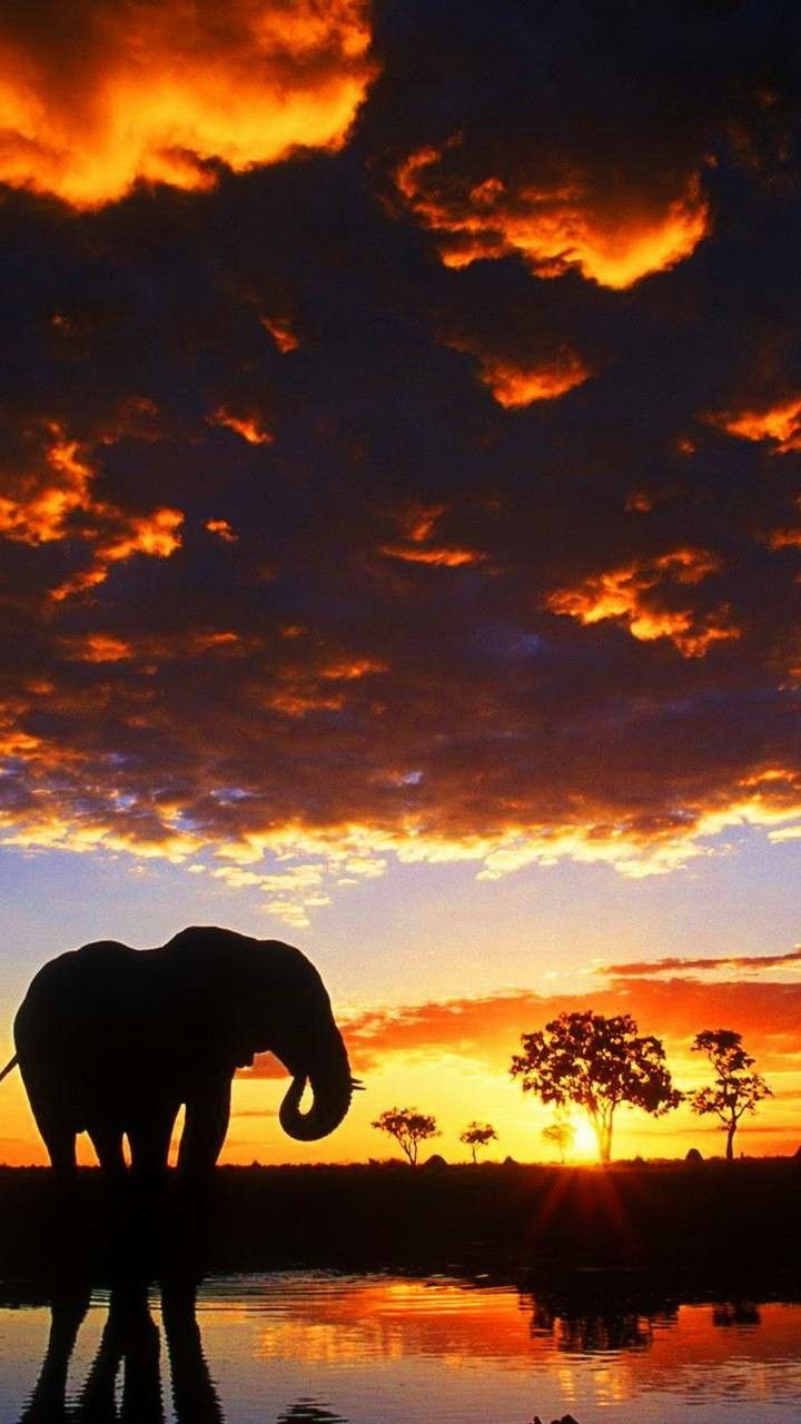 An image of an elephant with a sunset in the background. Elephant background, Elephant picture, Elephant wallpaper