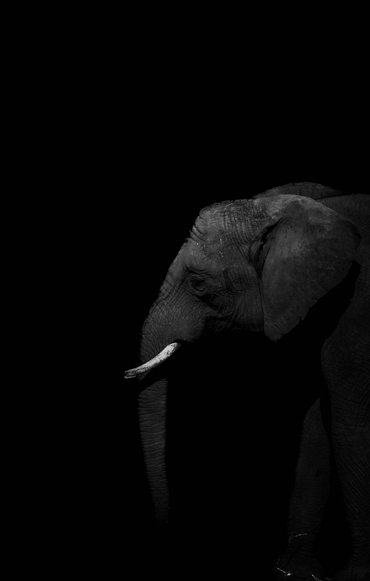 Download African Elephant iPhone Wallpaper