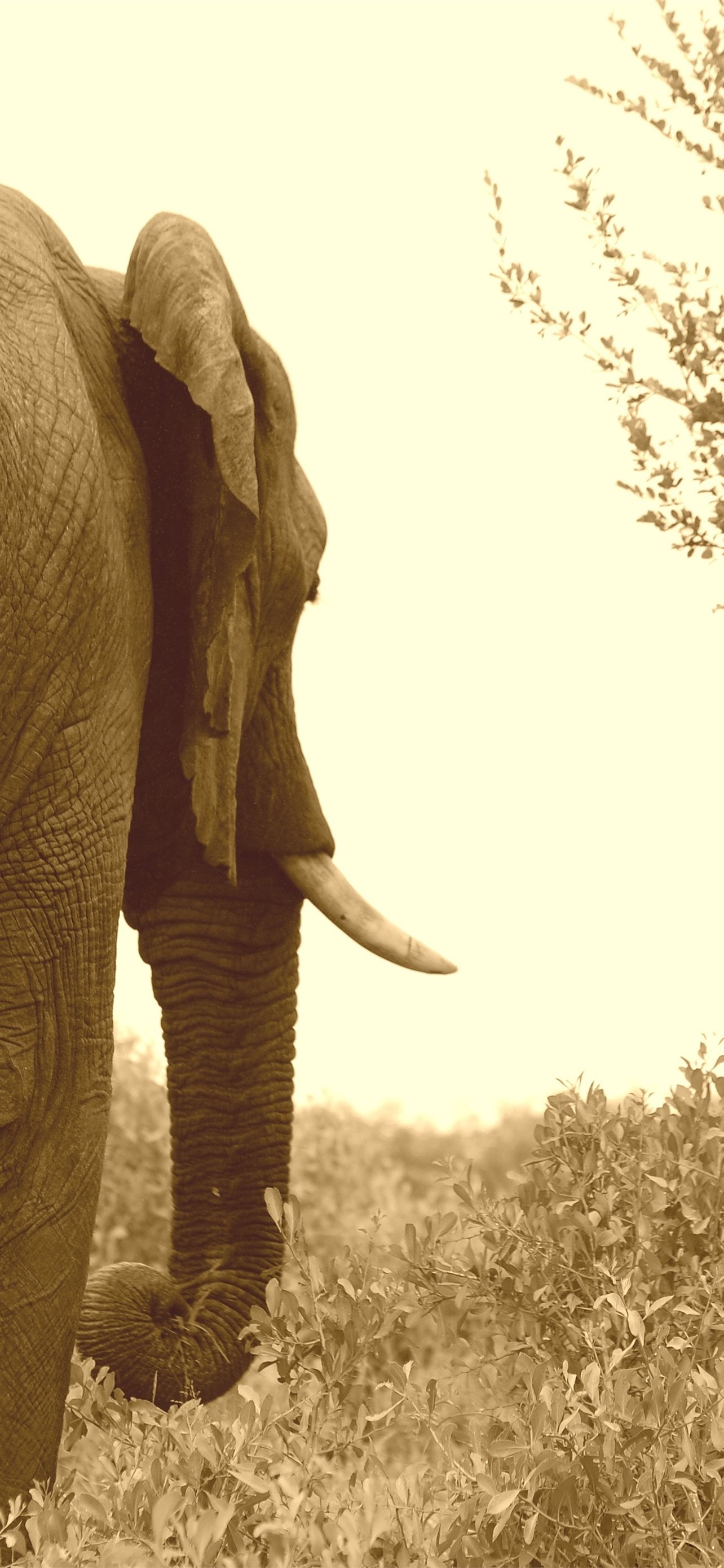 elephant shrew iPhone Wallpaper Free Download