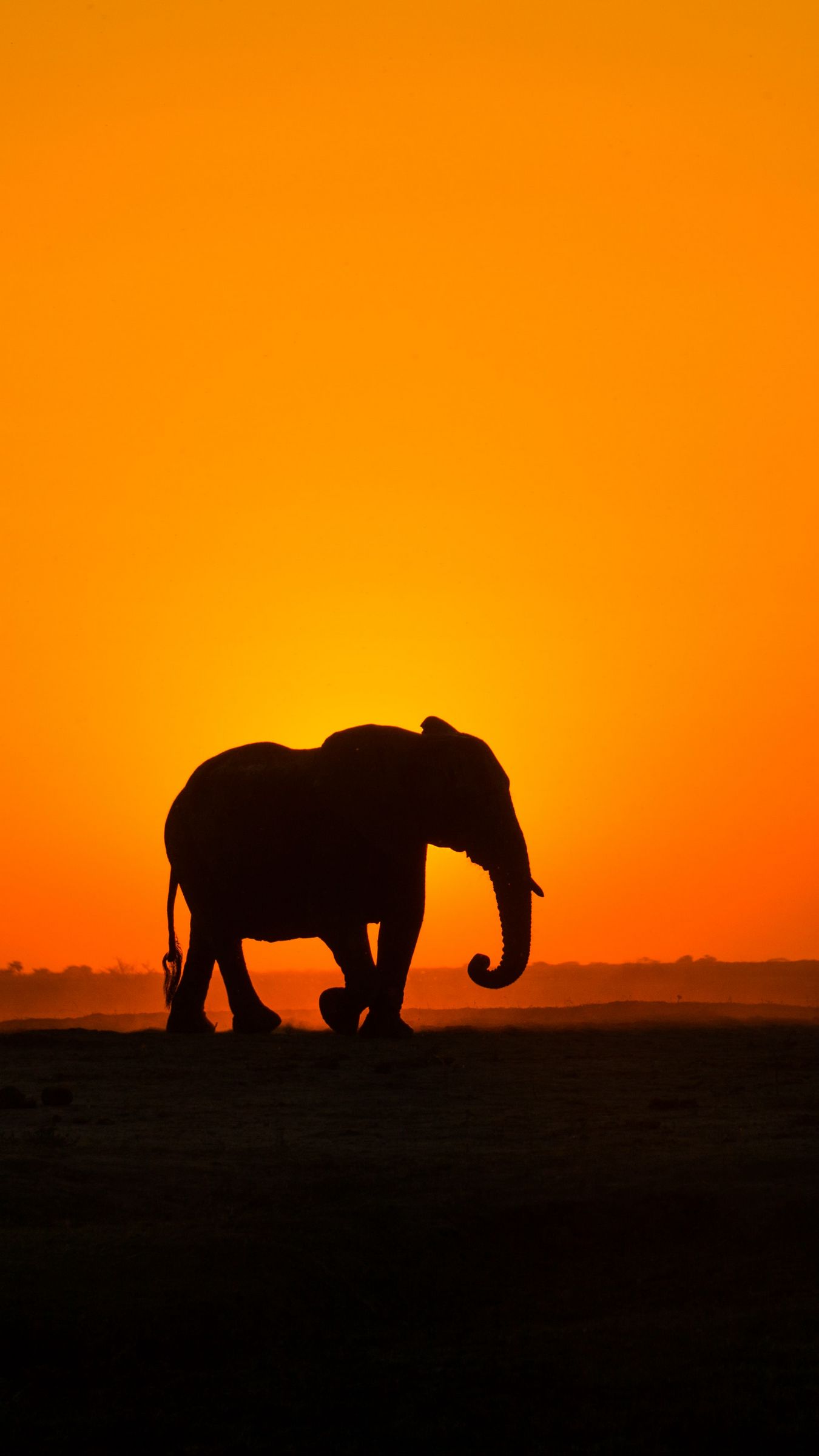 Download wallpaper 1350x2400 elephant, sunset, silhouette, africa iphone 8+/7+/6s+/for parallax HD background