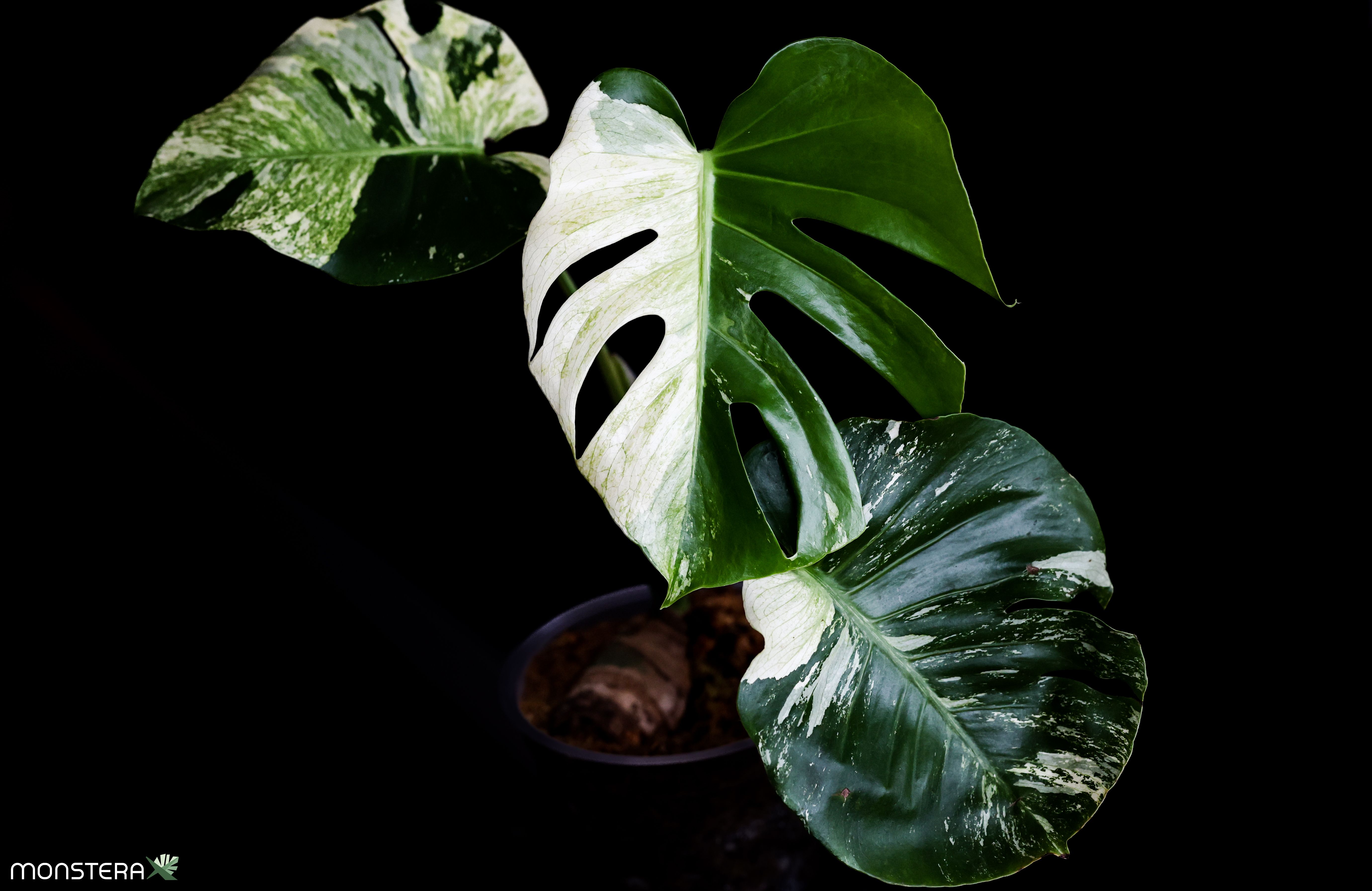 Gallery: Variegated Monstera Desktop Background