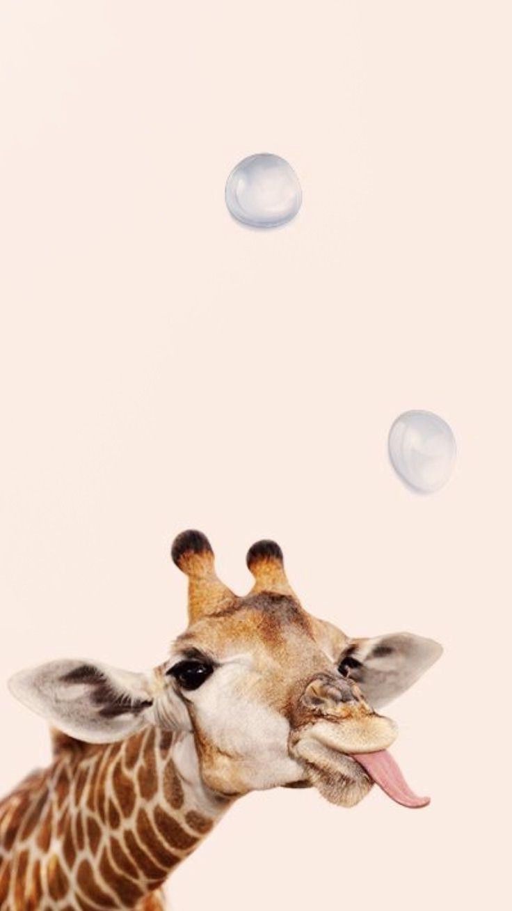 Giraffe. Giraffe picture, Cute animals image, Cute wild animals