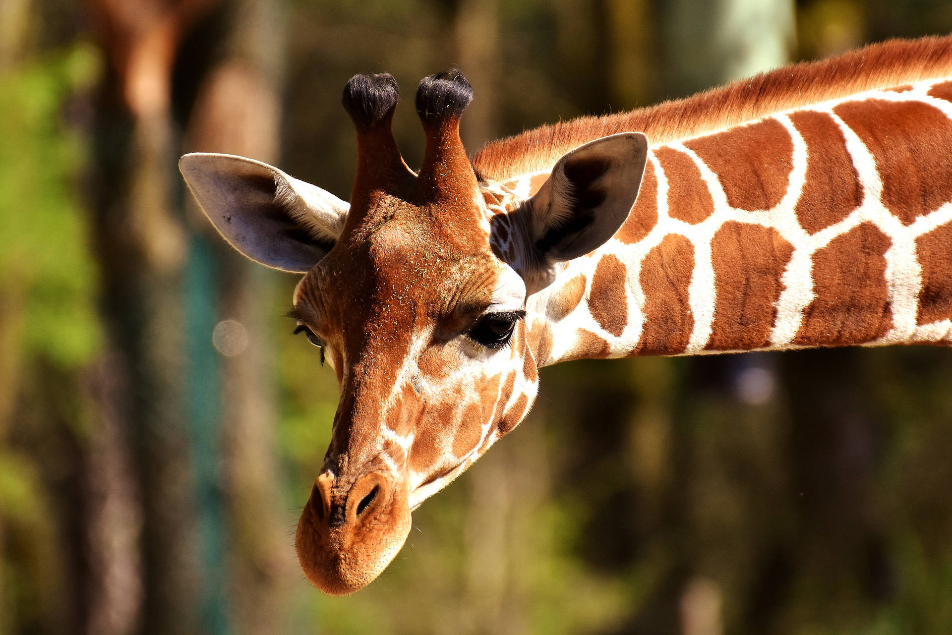 Free Giraffe Wallpaper Downloads, Giraffe Wallpaper for FREE