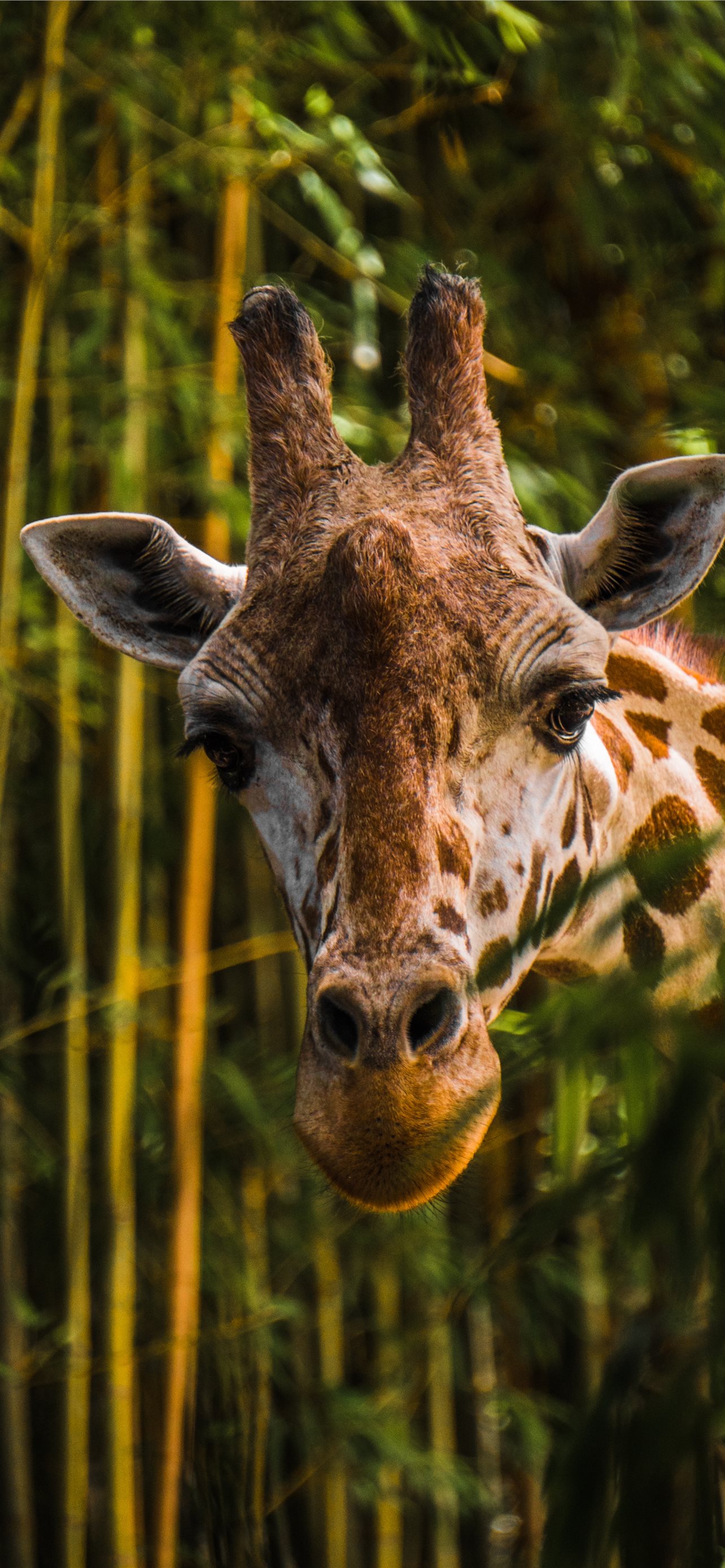 Best Giraffe iPhone HD Wallpaper