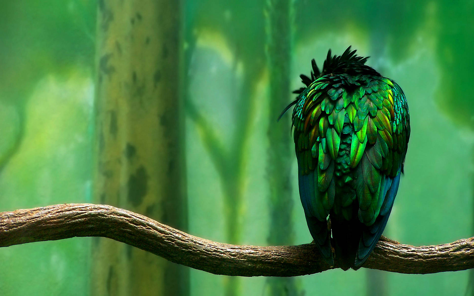 Green Birds Wallpapers  Wallpaper Cave