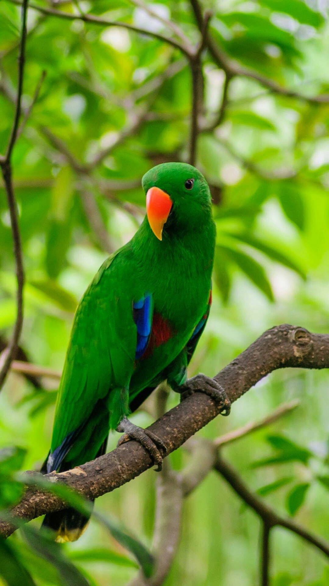 Araras, Catatuas, Papagaios, Agapornis, Periquitos English Budgerigars. Parrot wallpaper, Bird wallpaper, Bird