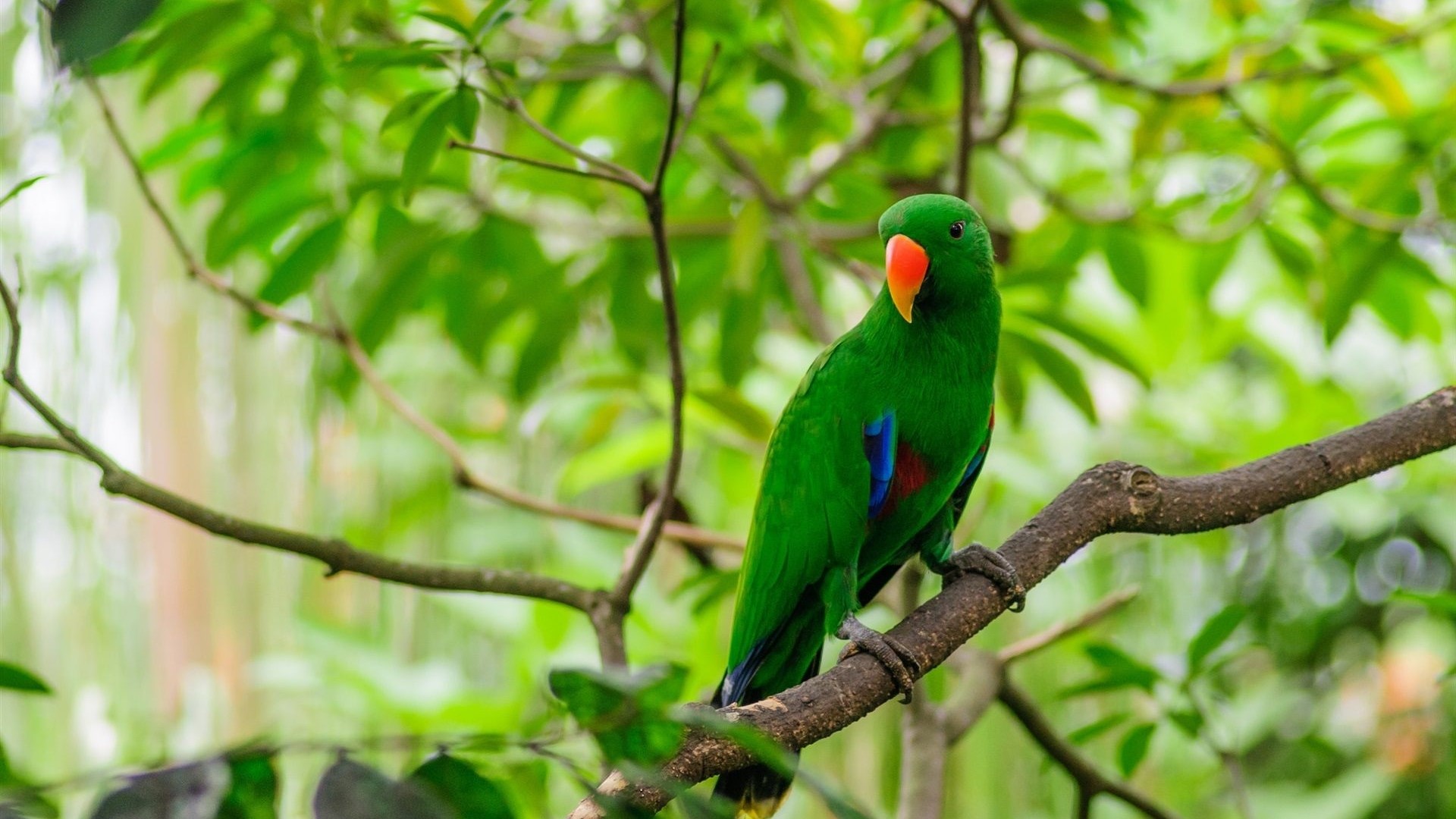 HD Green Parrot Bird Gallery HD Wallpaper