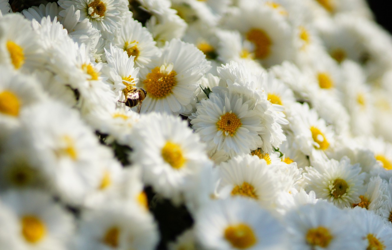 Wallpaper wallpaper, flower, field, spring, daisy image for desktop, section цветы