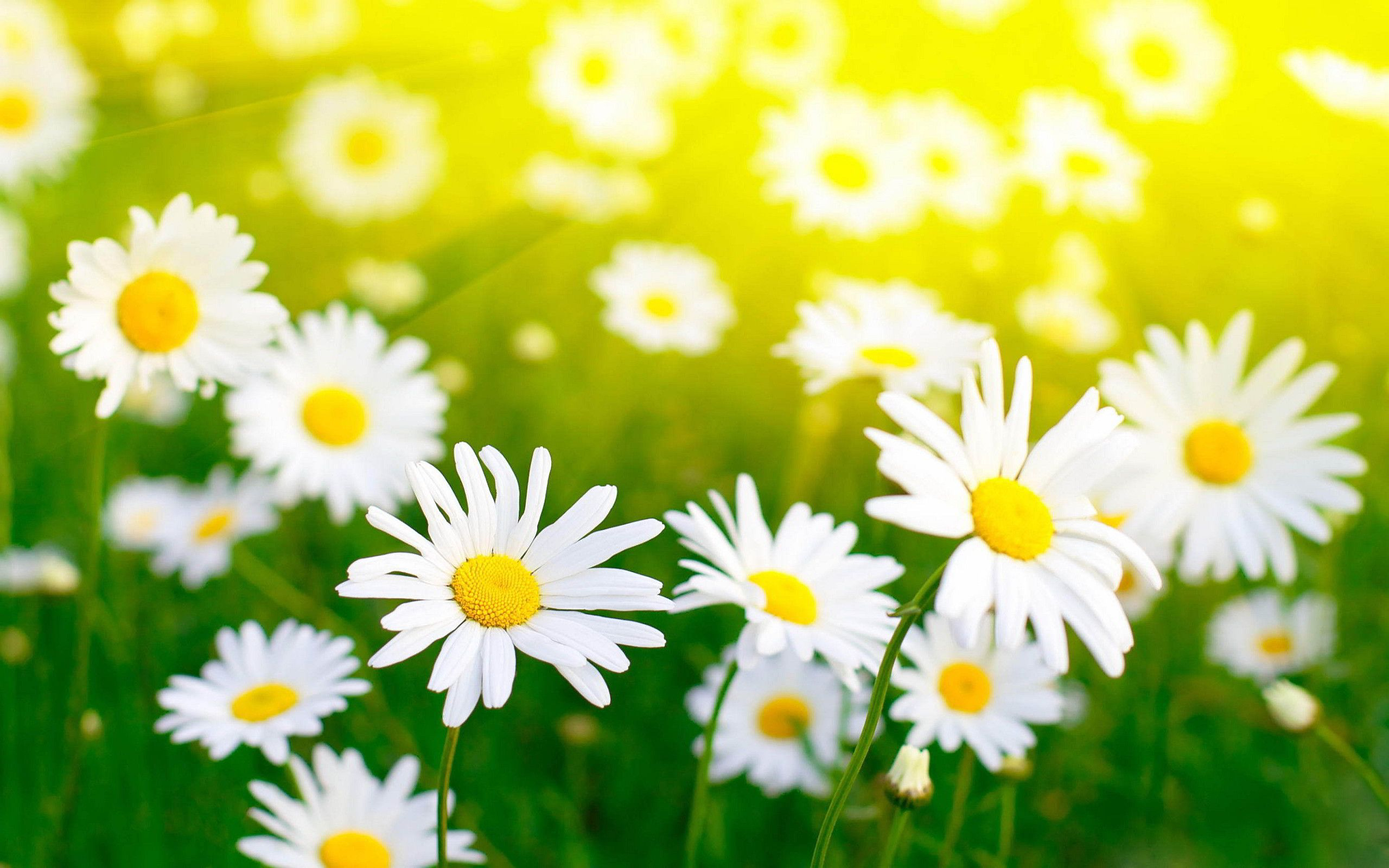 Daisy Flower Wallpaper and Background 4K, HD, Dual Screen