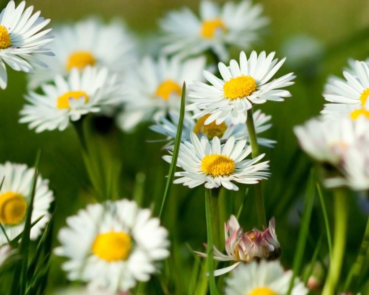 Spring Daisy Wallpaper