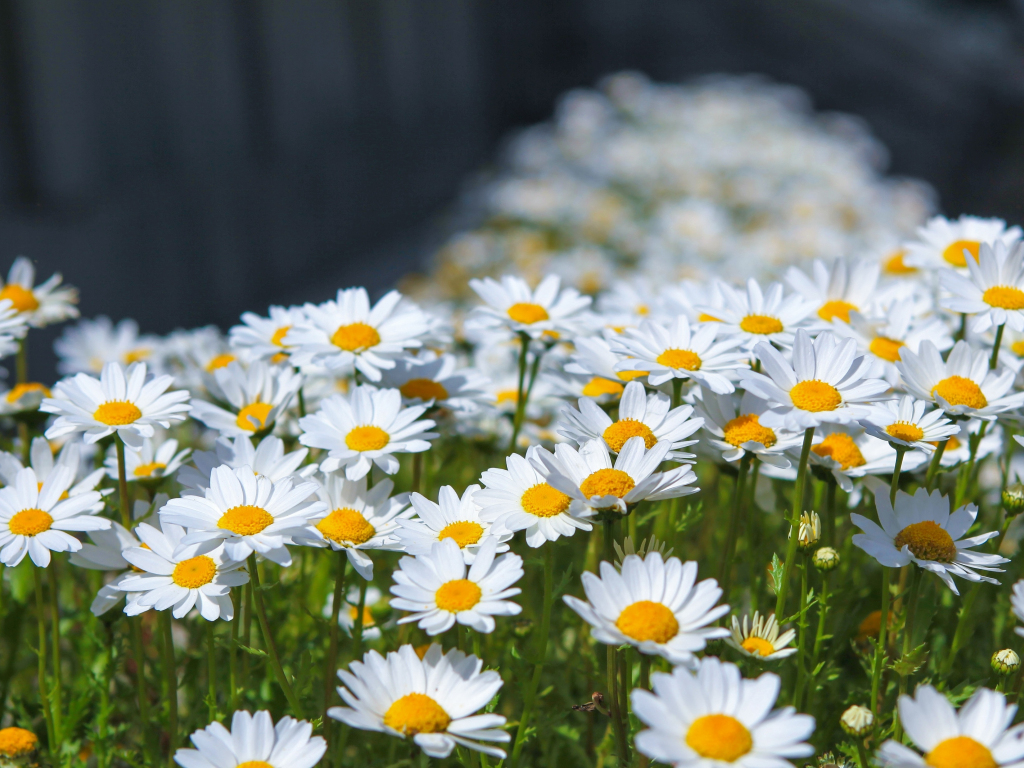 Wallpaper meadow, spring, flowers, white daisy desktop wallpaper, HD image, picture, background, fa0e69