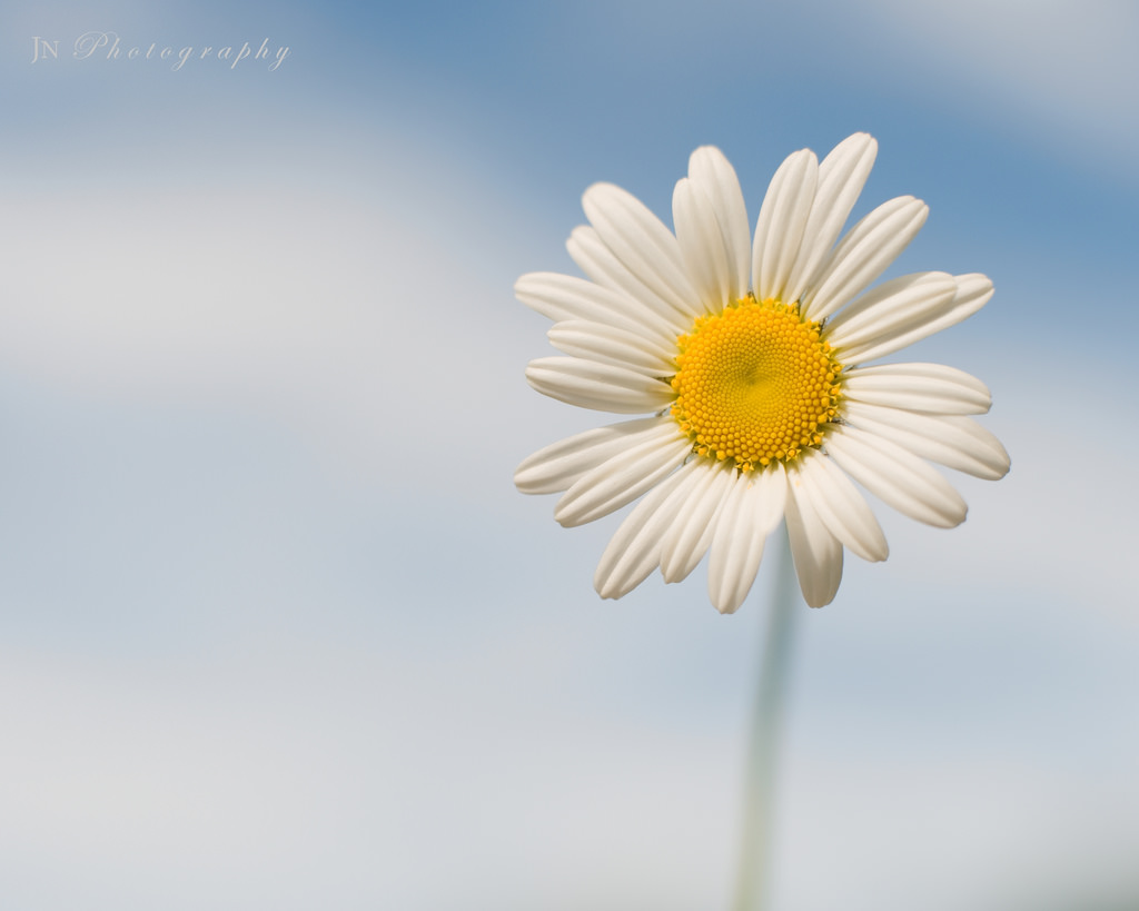 Wallpaper, blue, sky, white, flower, yellow, spring, Daisy 1024x819