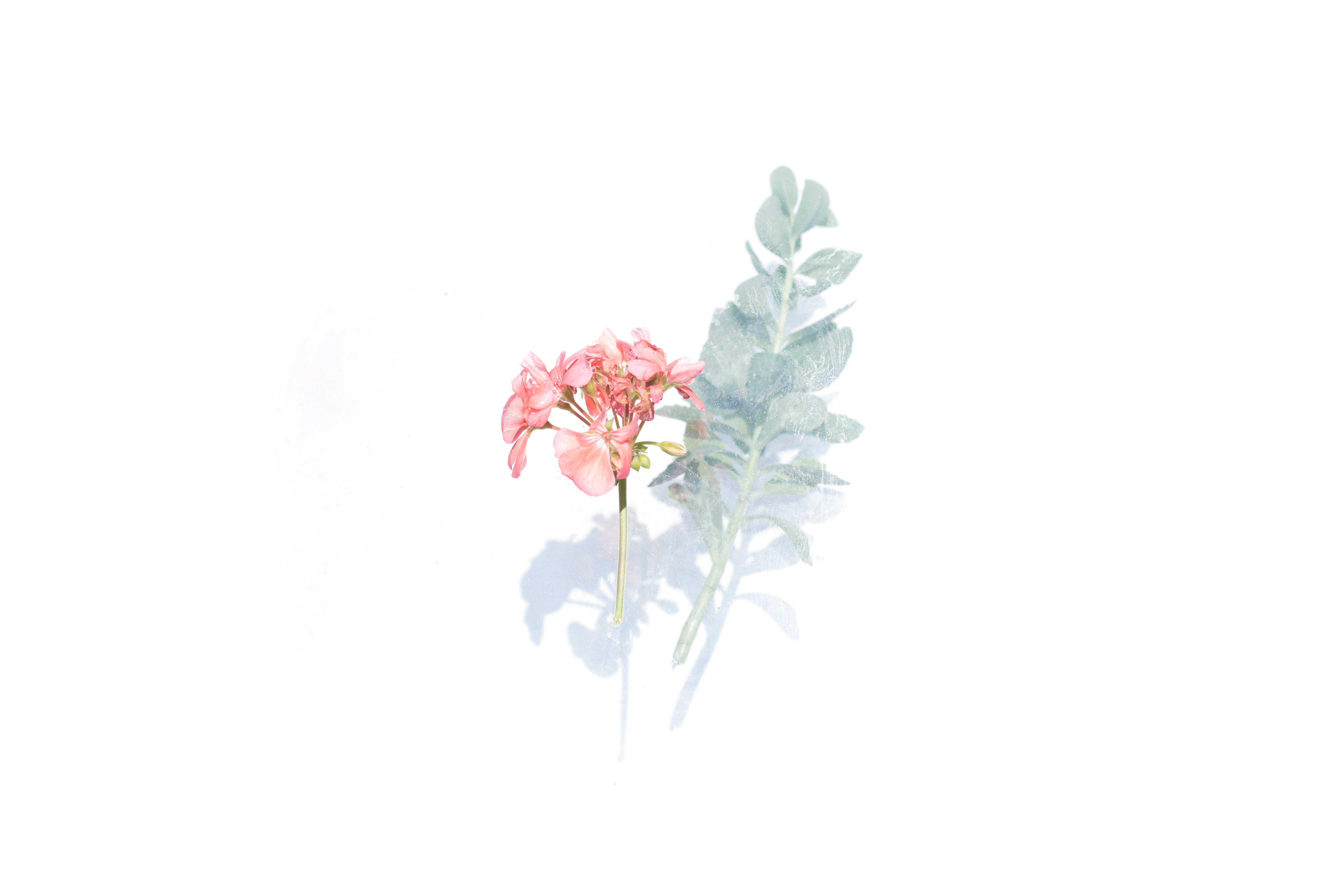 6016x4016 neutral, leaf, pink, floral, begonium, simple, background, flower, faded, bud, glass, Free image, stem, white, nature Gallery HD Wallpaper