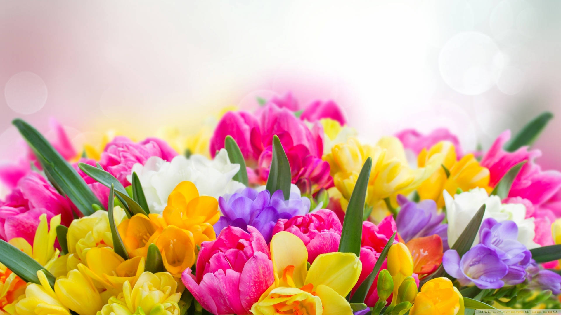 Download Colorful Spring Flowers Focus Photography Wallpaper