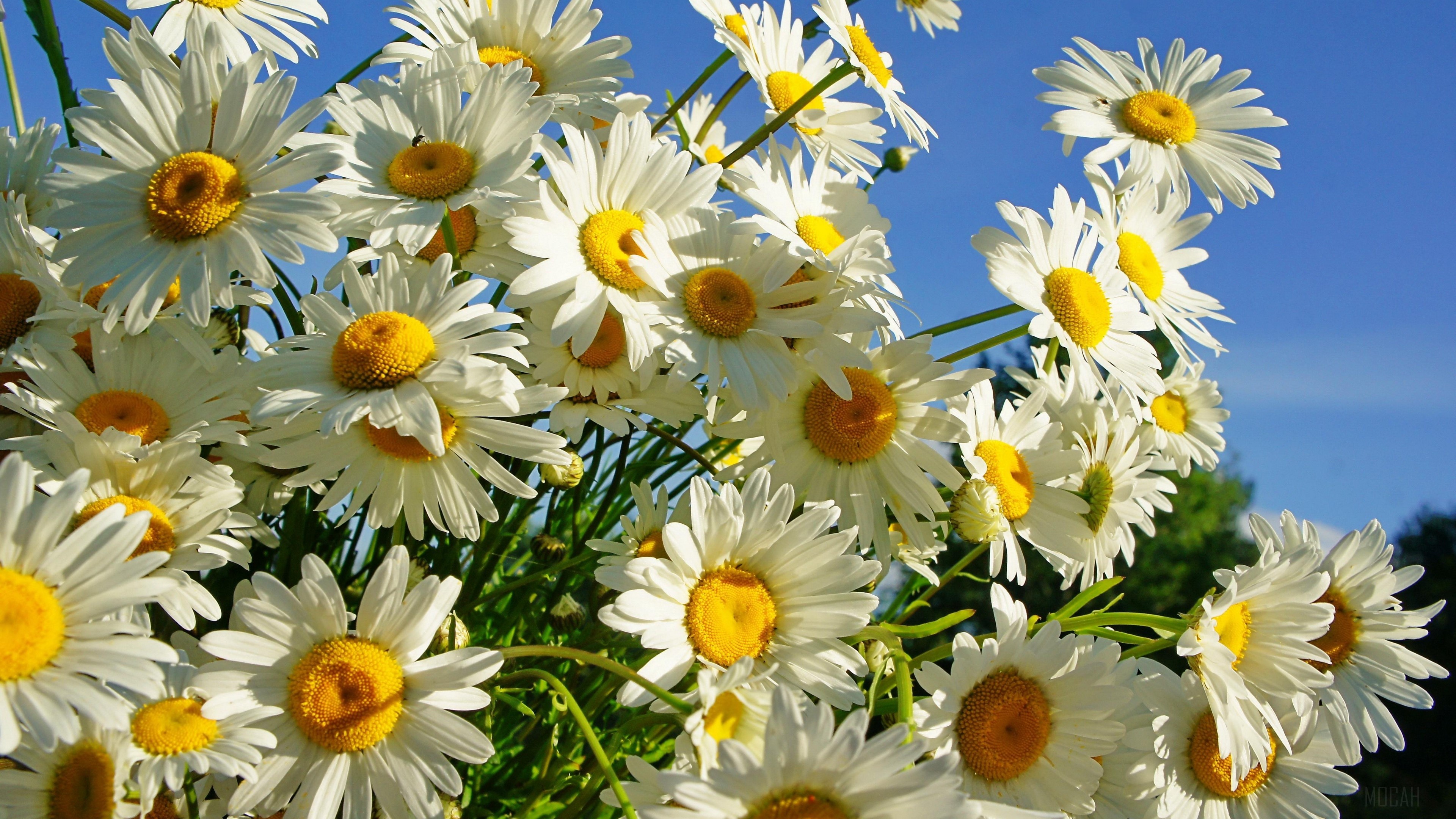 daisies, flower, sky, sunny, summer 4k Gallery HD Wallpaper