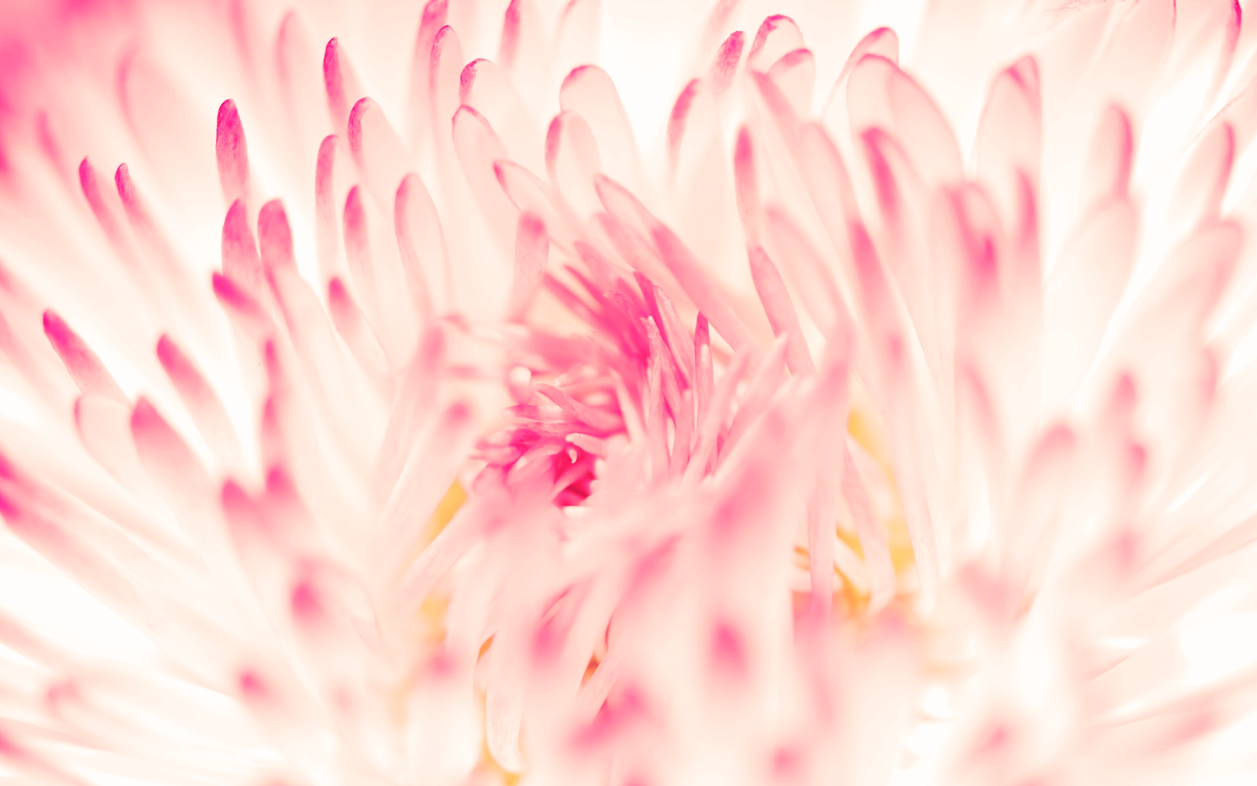 Spring Daisy Flower HD wallpaper