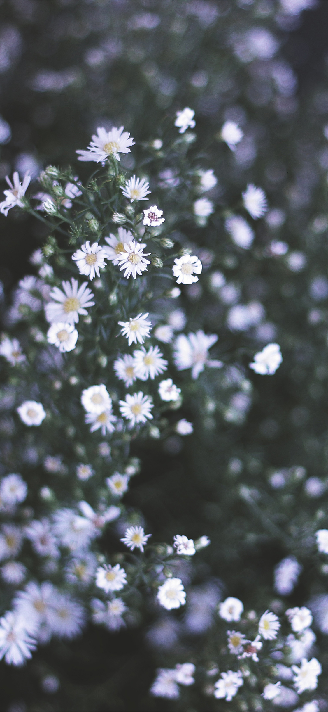 Daisy iPhone X Wallpaper Free Download
