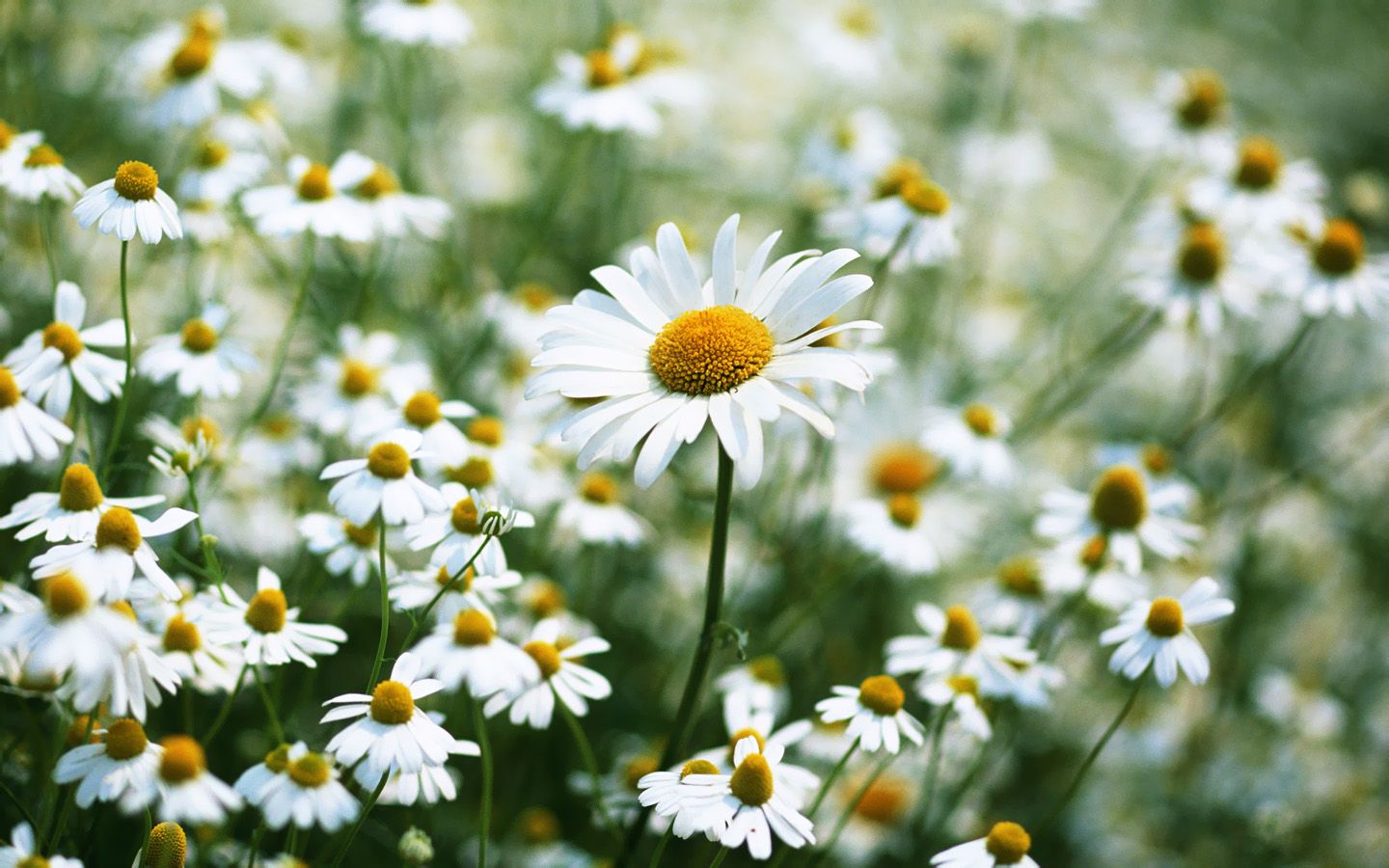 Spring Daisy Wallpaper
