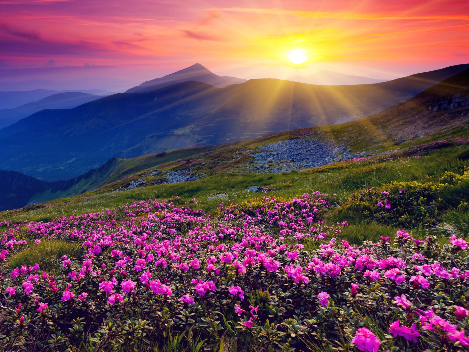 Sunrise and spring flowers 4K wallpaper download