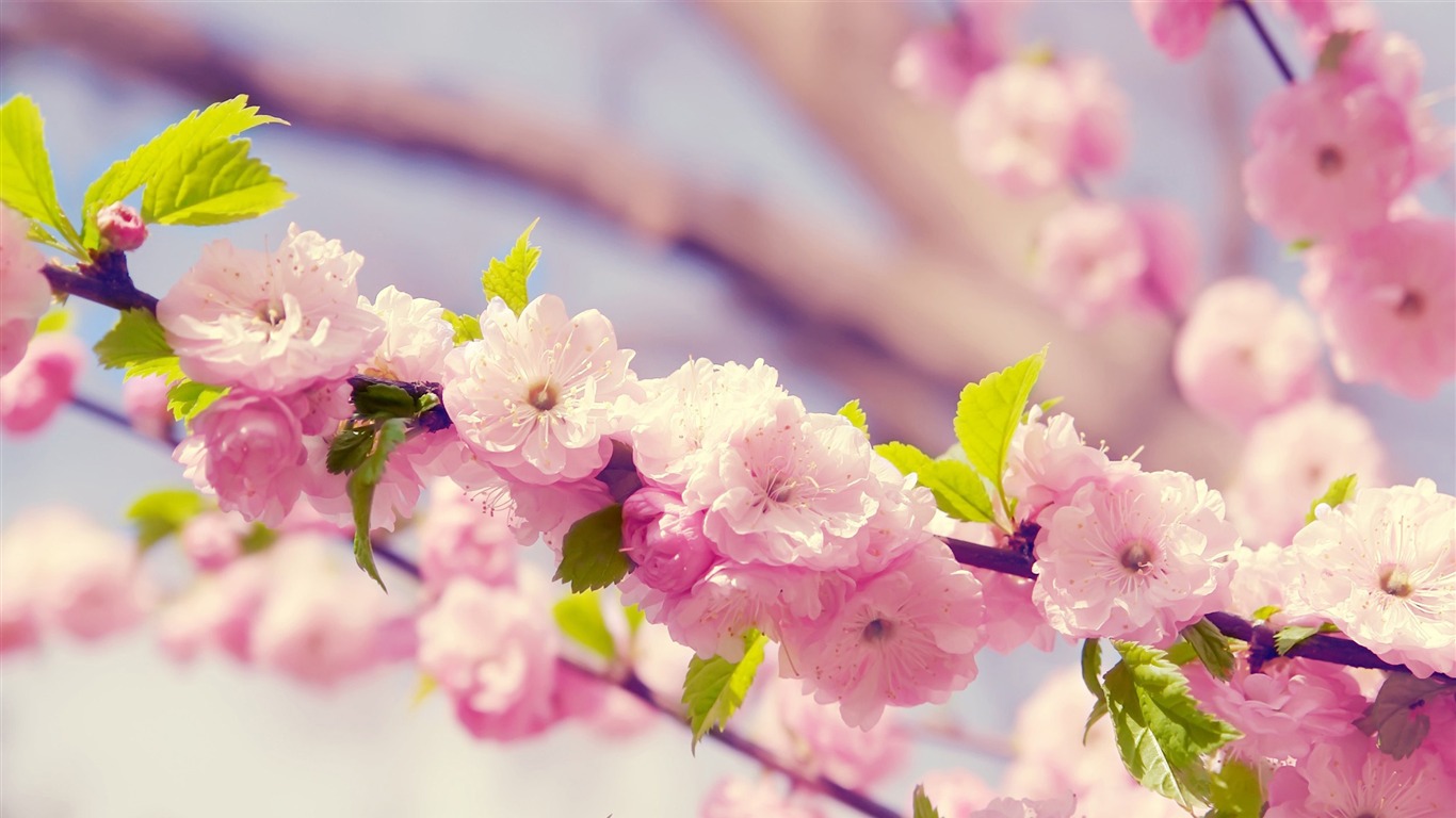 Spring beautiful Sakura photography HD Wallpaper 02