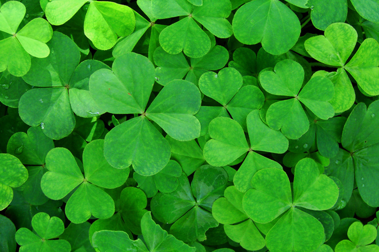 St. Patrick's Day around the world in 2023