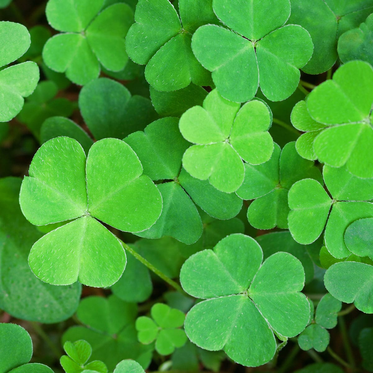 St. Patrick's Day March 2023: History, Celebration Ideas, Pots of Gold, and more!