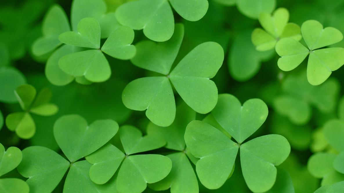 St. Patrick's Day 2023 Wallpapers - Wallpaper Cave