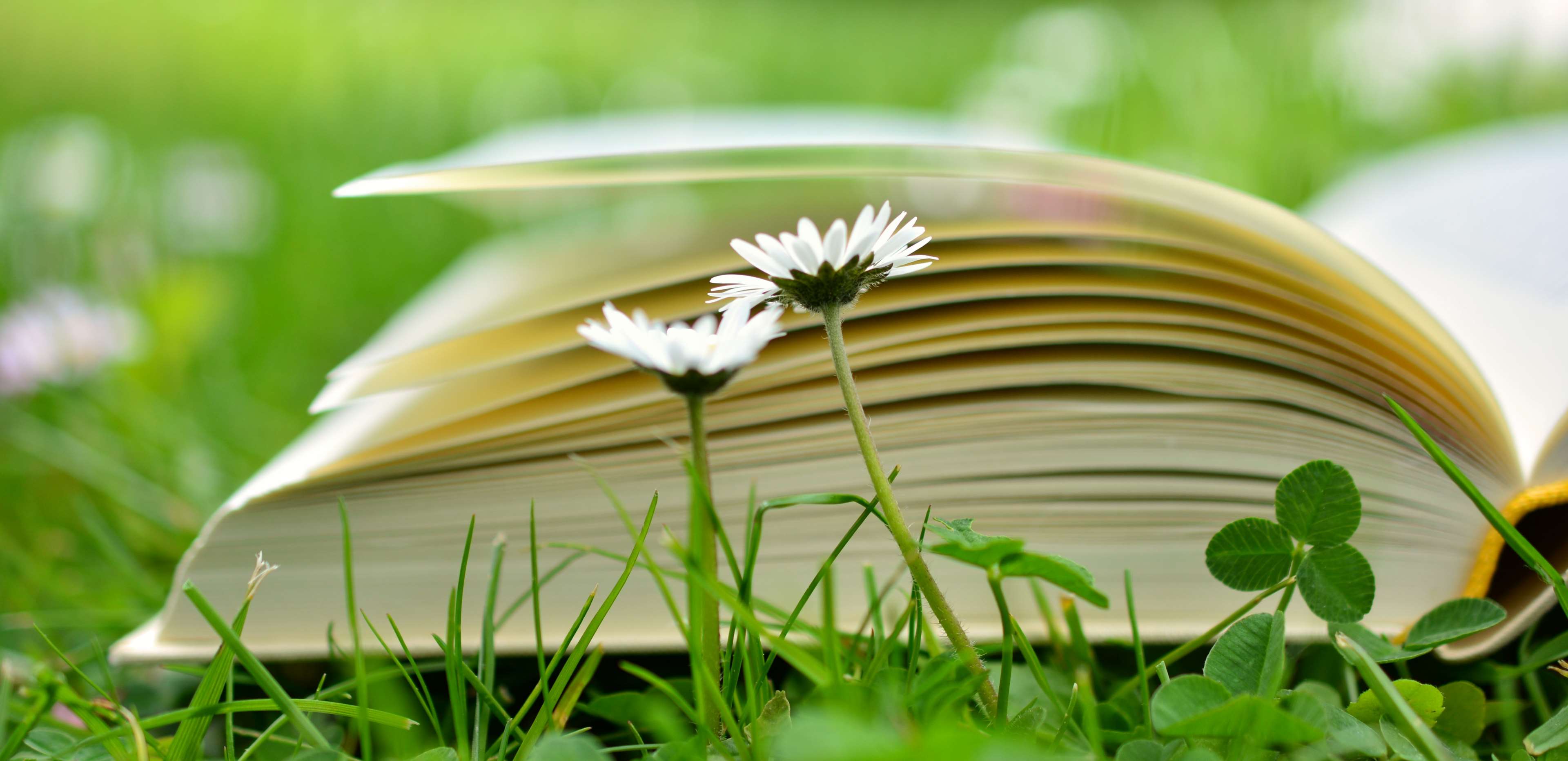 book, book pages, books, daisy, education, learn, literature, meadow, pages, pitched, read, relax, study 4k Gallery HD Wallpaper