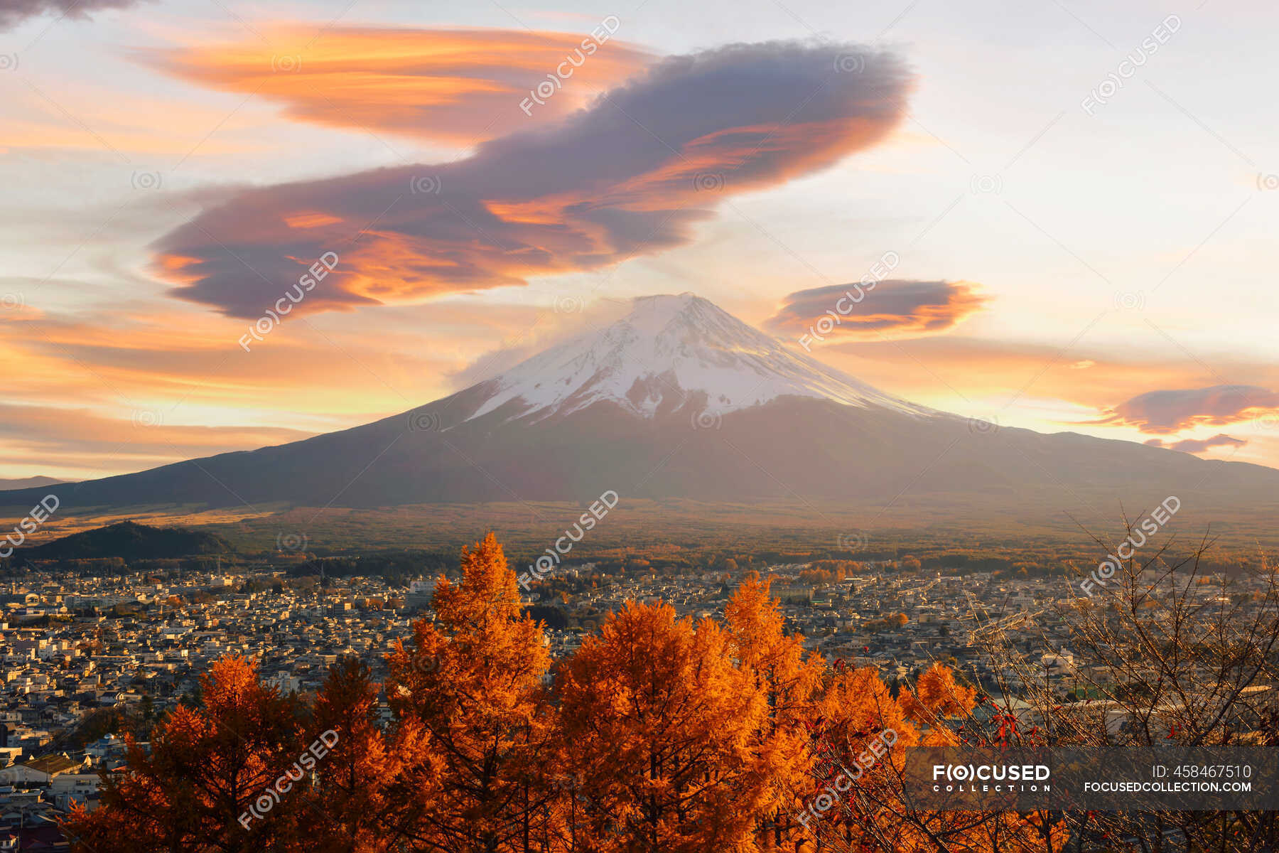 Mount Fuji at sunset with a maple tree in foreground, Honshu, Japan