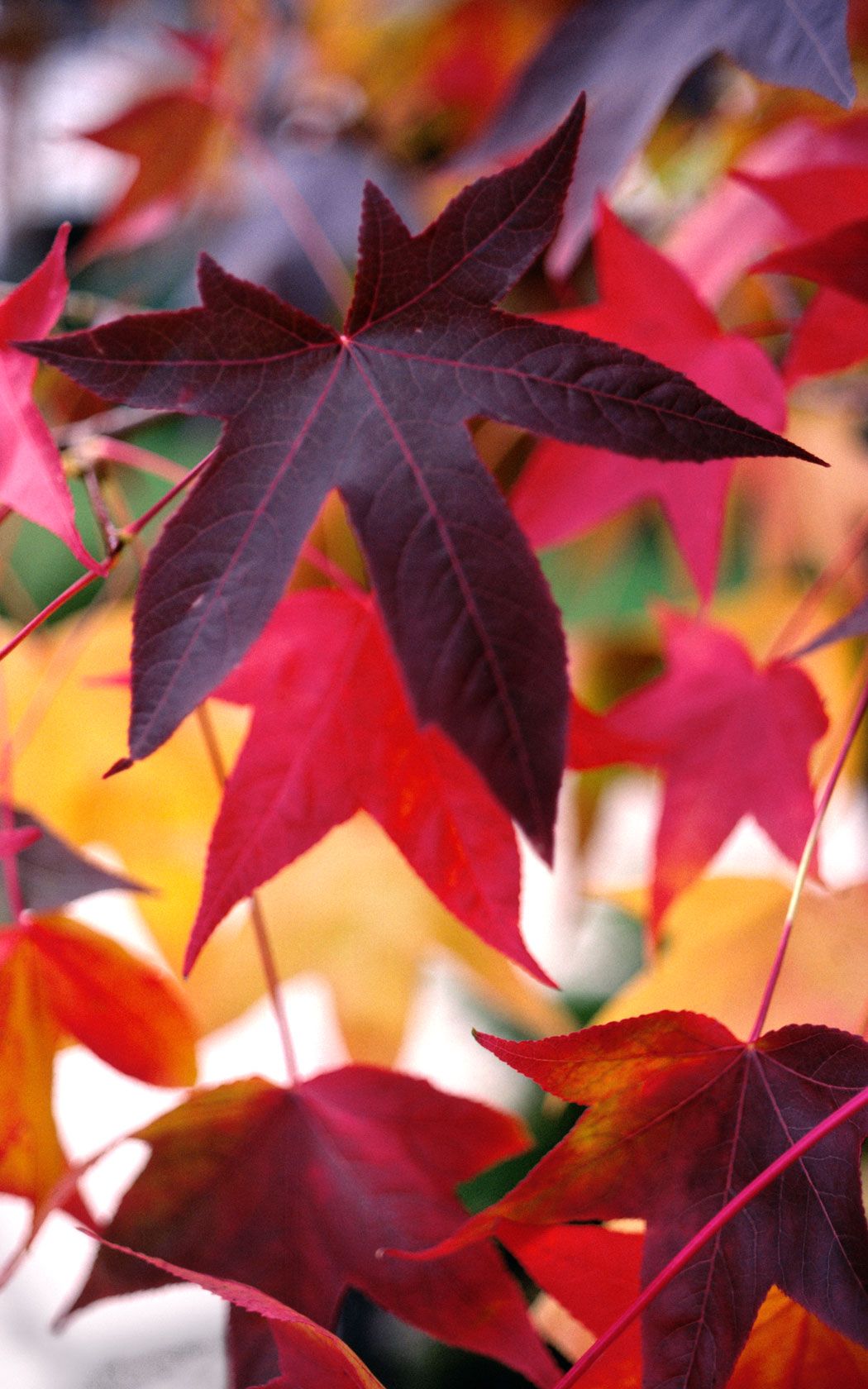 Desktop Picture: Gumdrop Leaves. Fall wallpaper, Autumn painting, iPhone wallpaper
