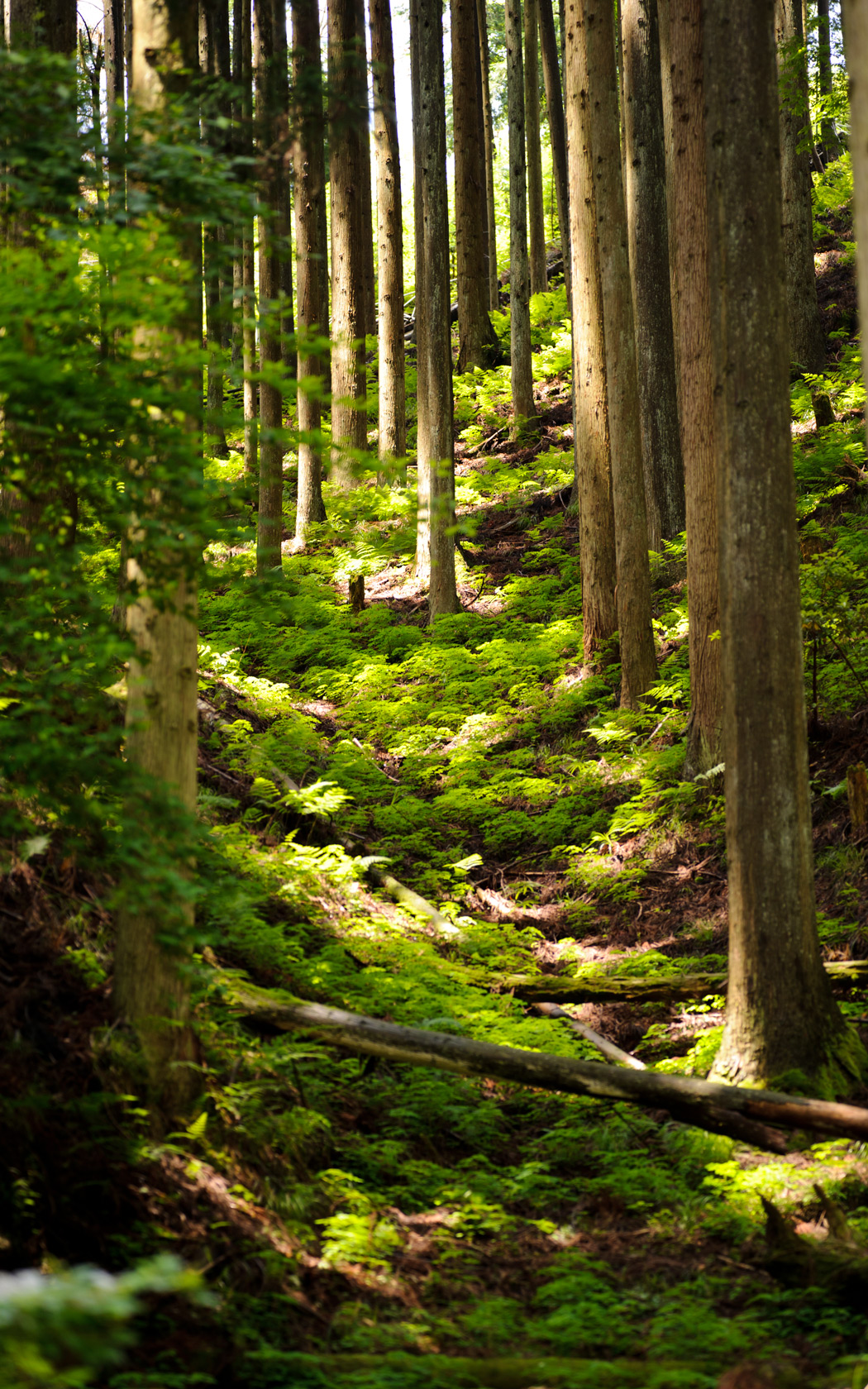 Jeffrey Friedl's Blog Mountain Ravine in Northern Kyoto, Part 2