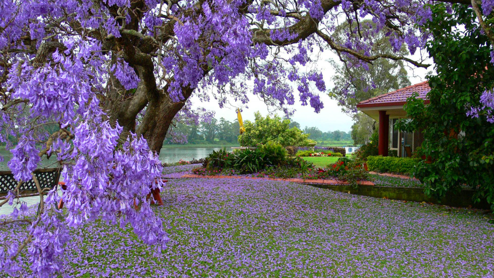 Tree With Purple Flowers House River Flowers Spring Landscape Wallpaper HD, Wallpaper13.com