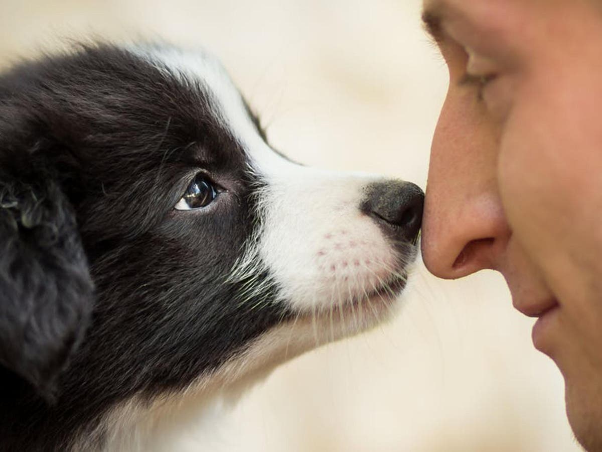 The science behind why some people love animals and others couldn't care less