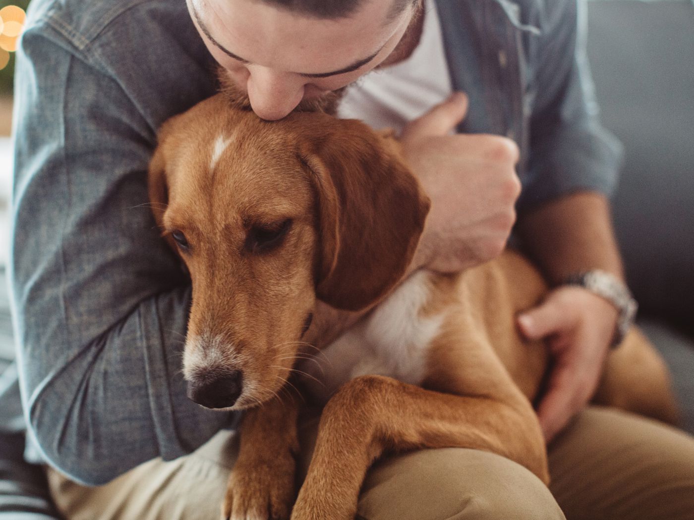 Emotional support animals: there's surprisingly weak scientific evidence on whether they help