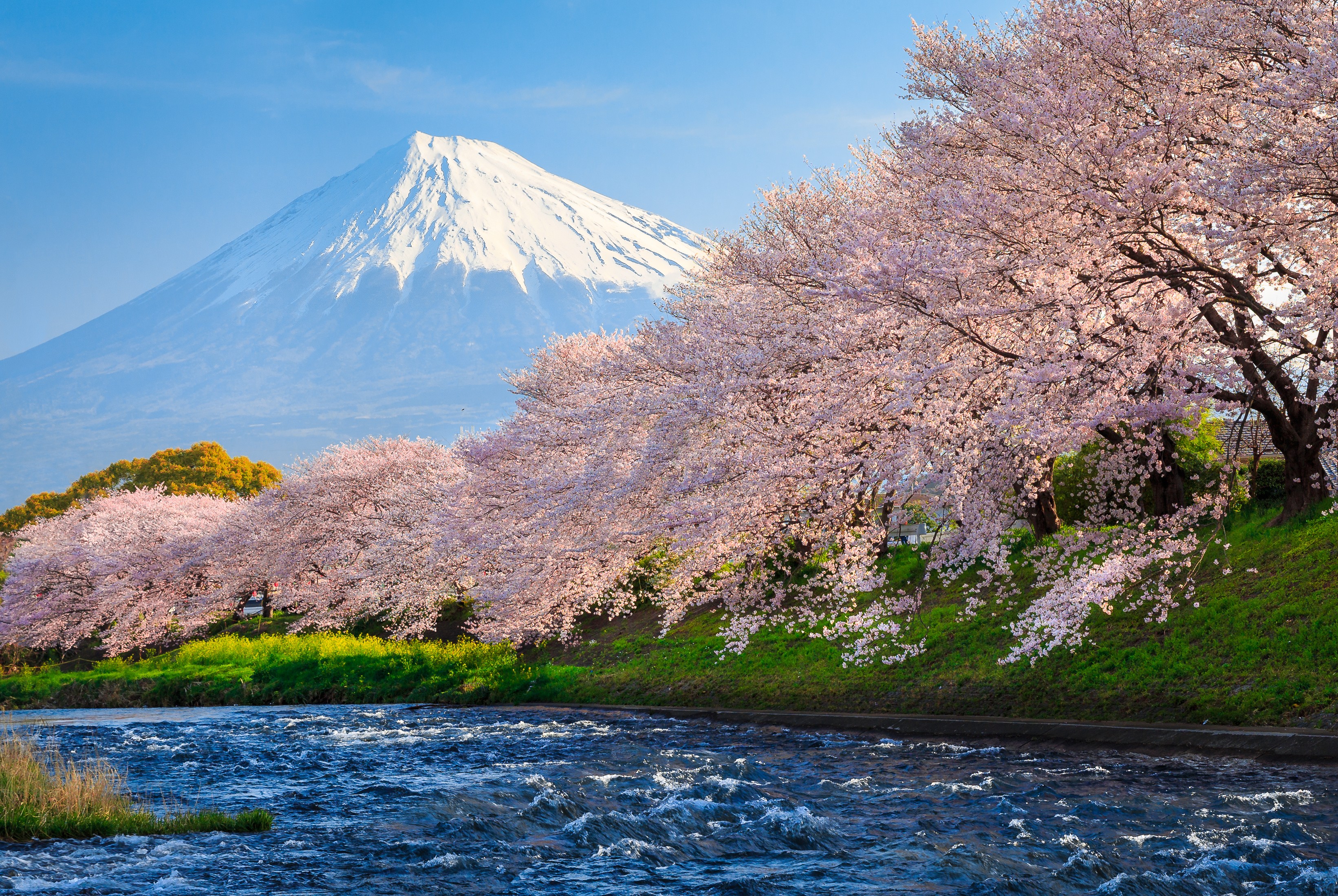 HD wallpaper, travel, tourism, National Geographic Traveler Photo Contest, 4k, sakura, japan, river, fuji, HD Wallpaper