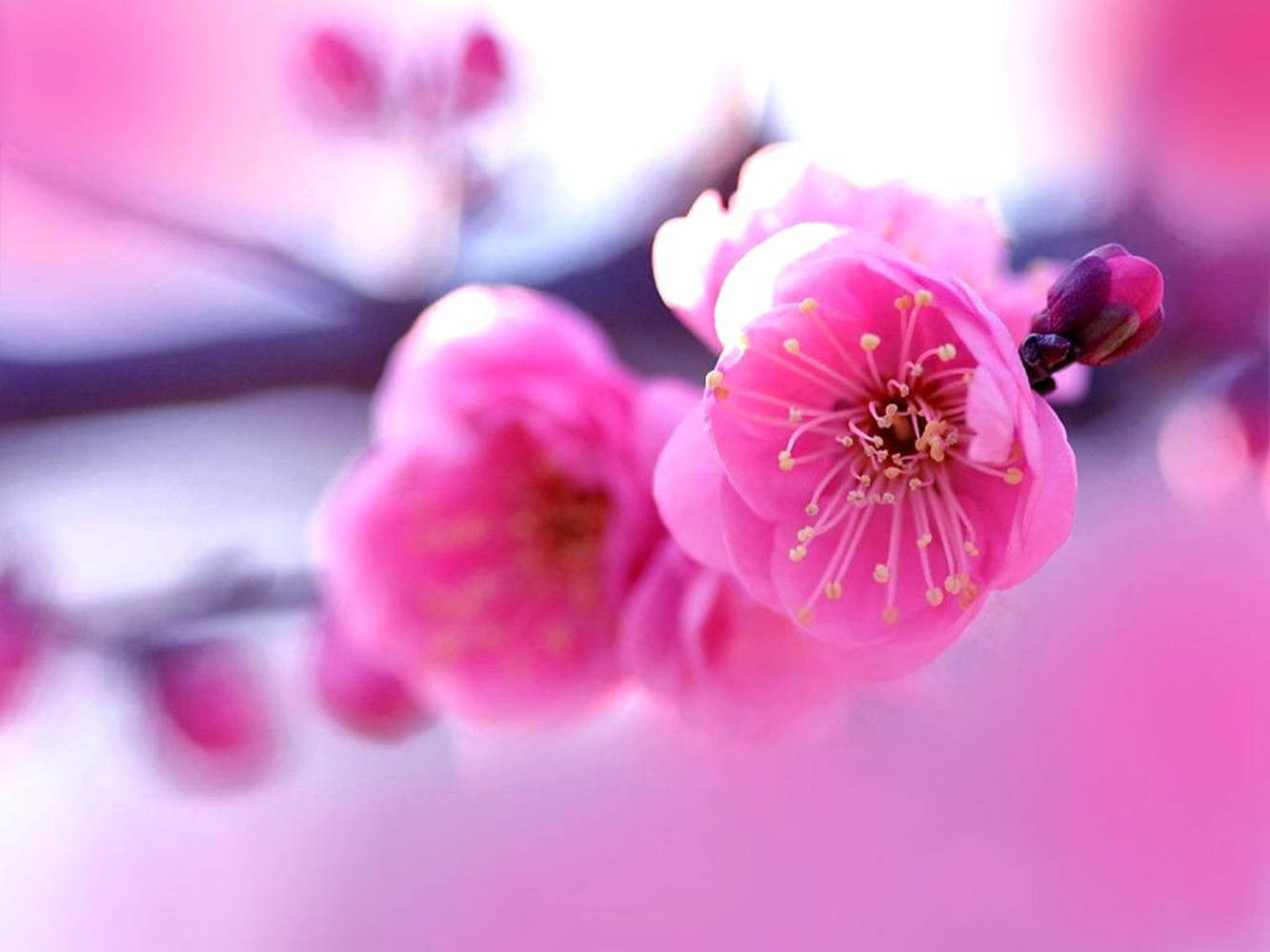 Download Pink Spring Flowers Wallpaper