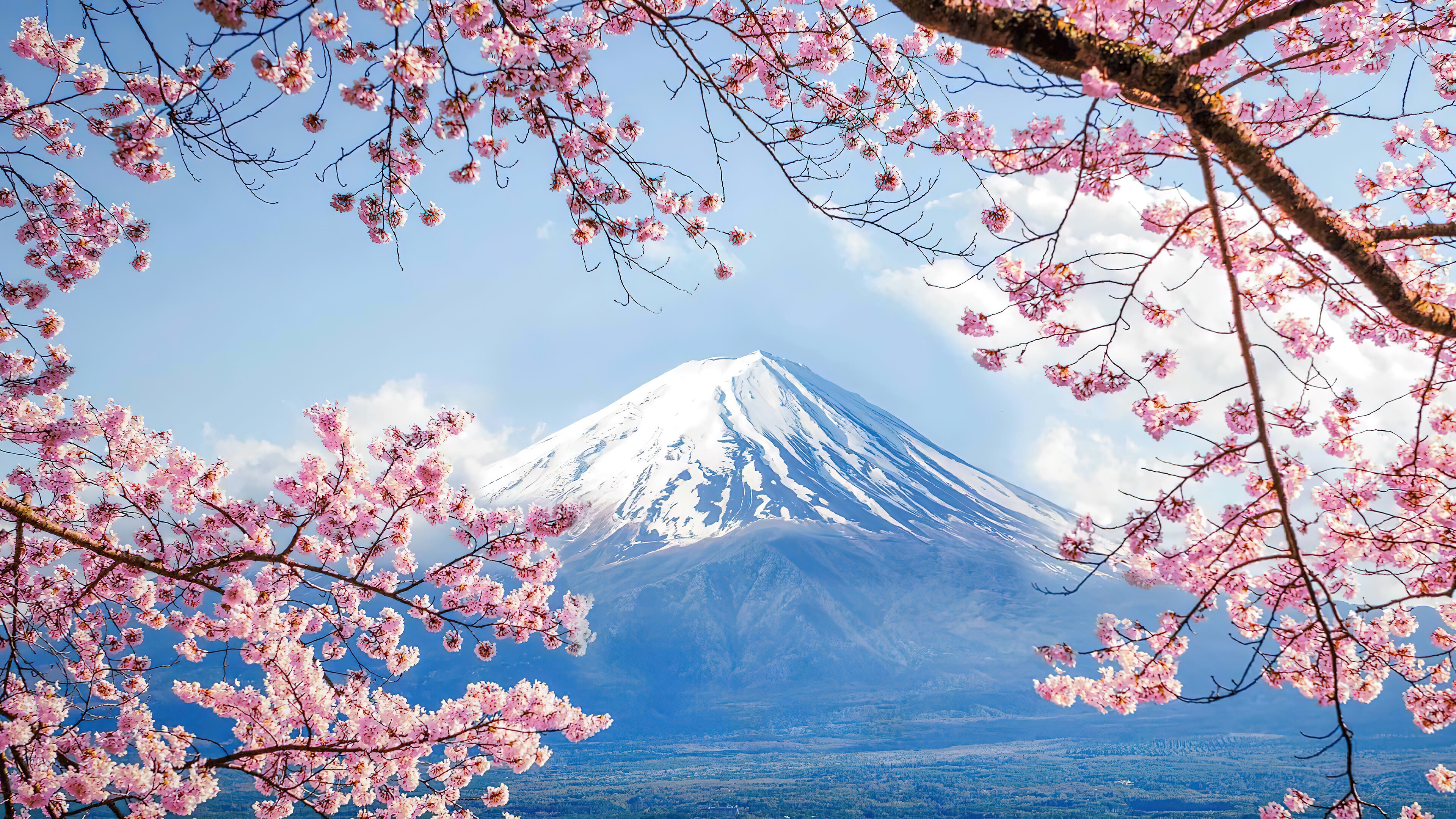 wallpaper, mount fuji, cherry blossom, scenery, volcano, 4k, HD Gallery HD Wallpaper