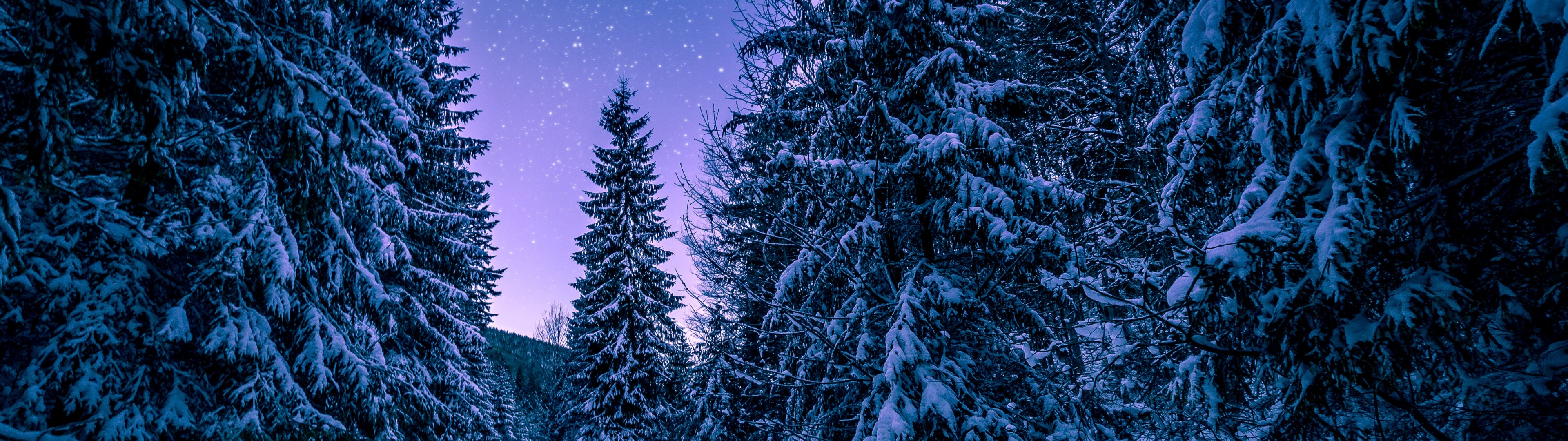 Snowy Trees Wallpaper 4K, Winter, Forest, Frozen, Nature
