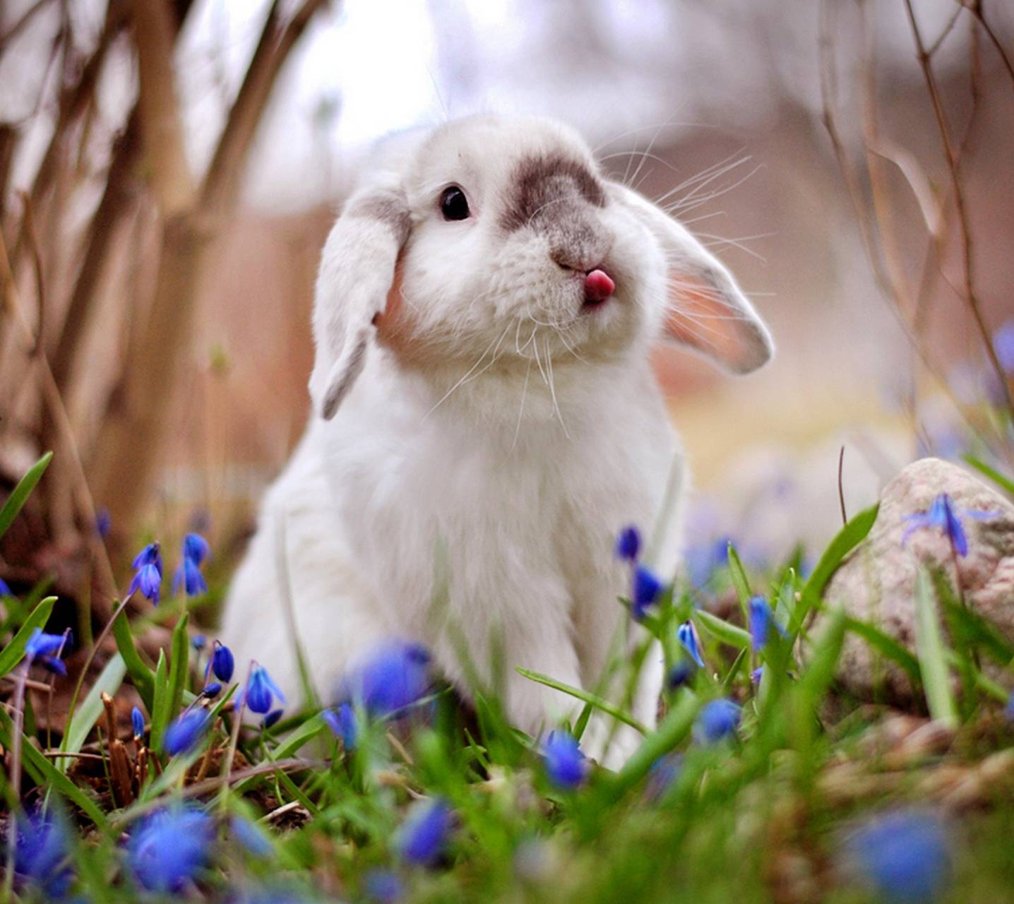 Spring Bunny Wallpaper Free Spring Bunny Background